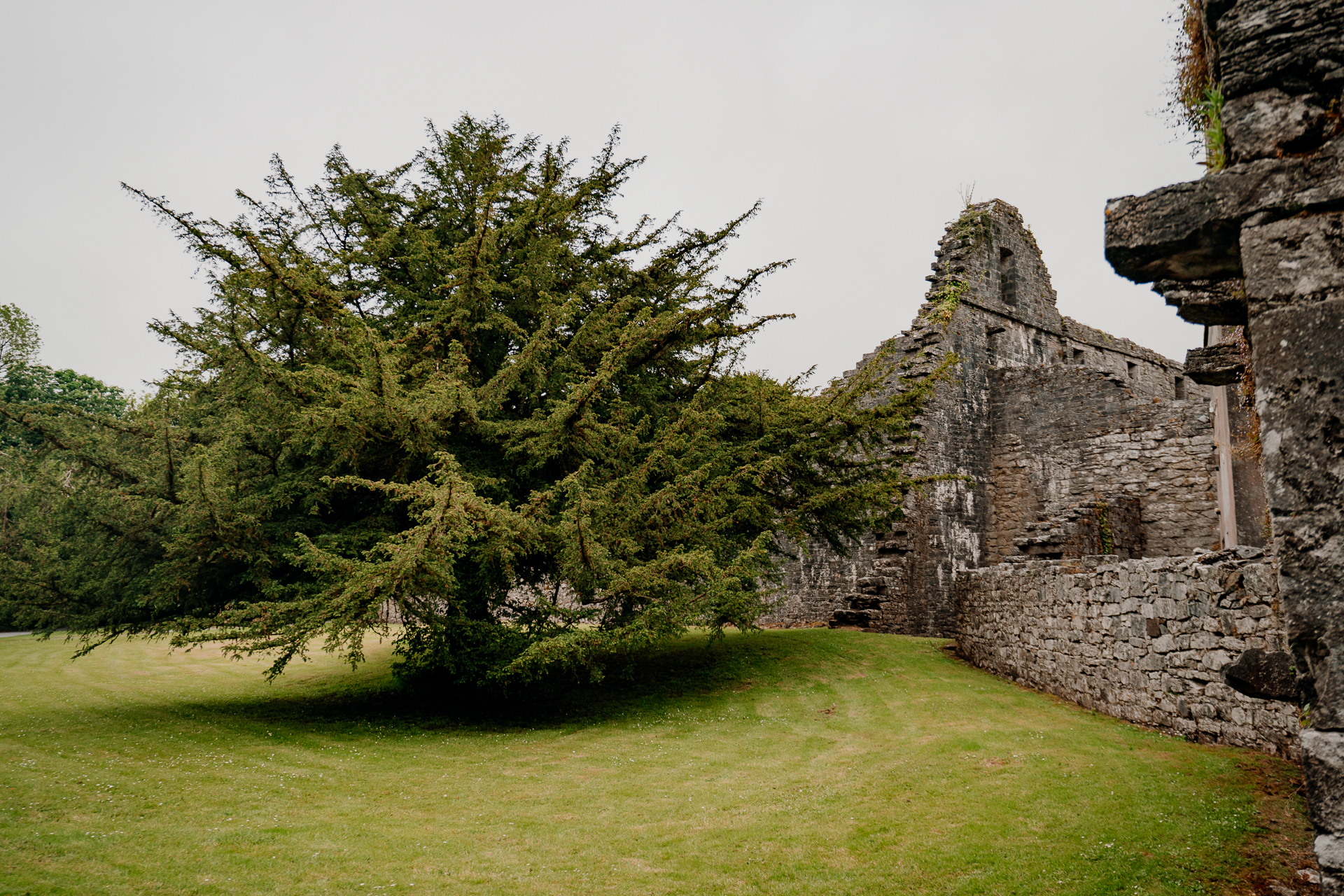 A tree in a grassy field