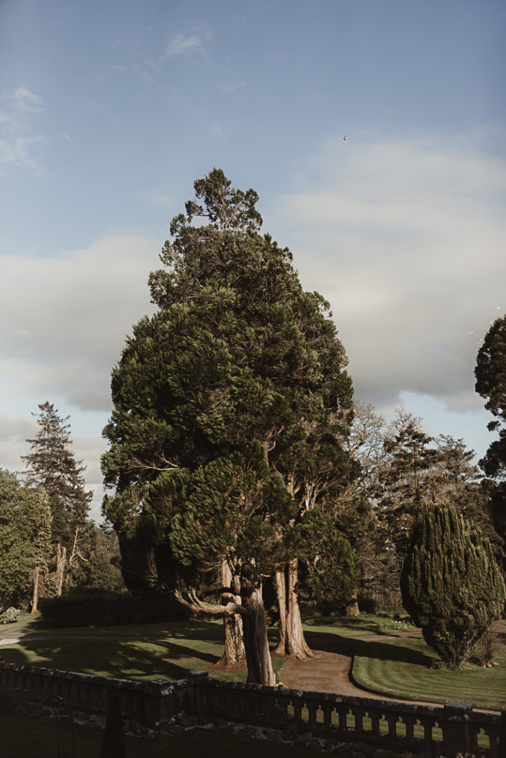 A large tree in a park