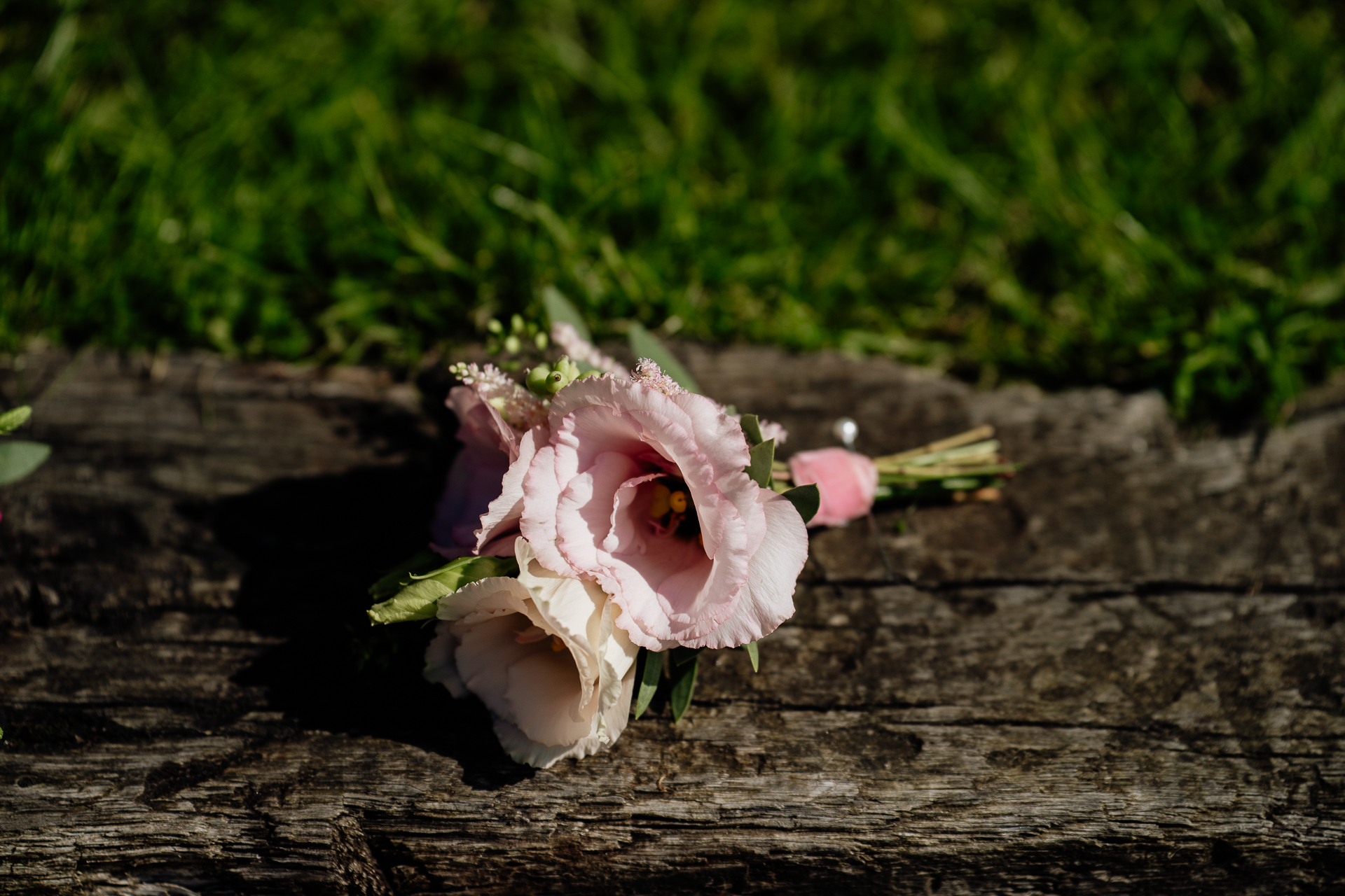 A flower on a log