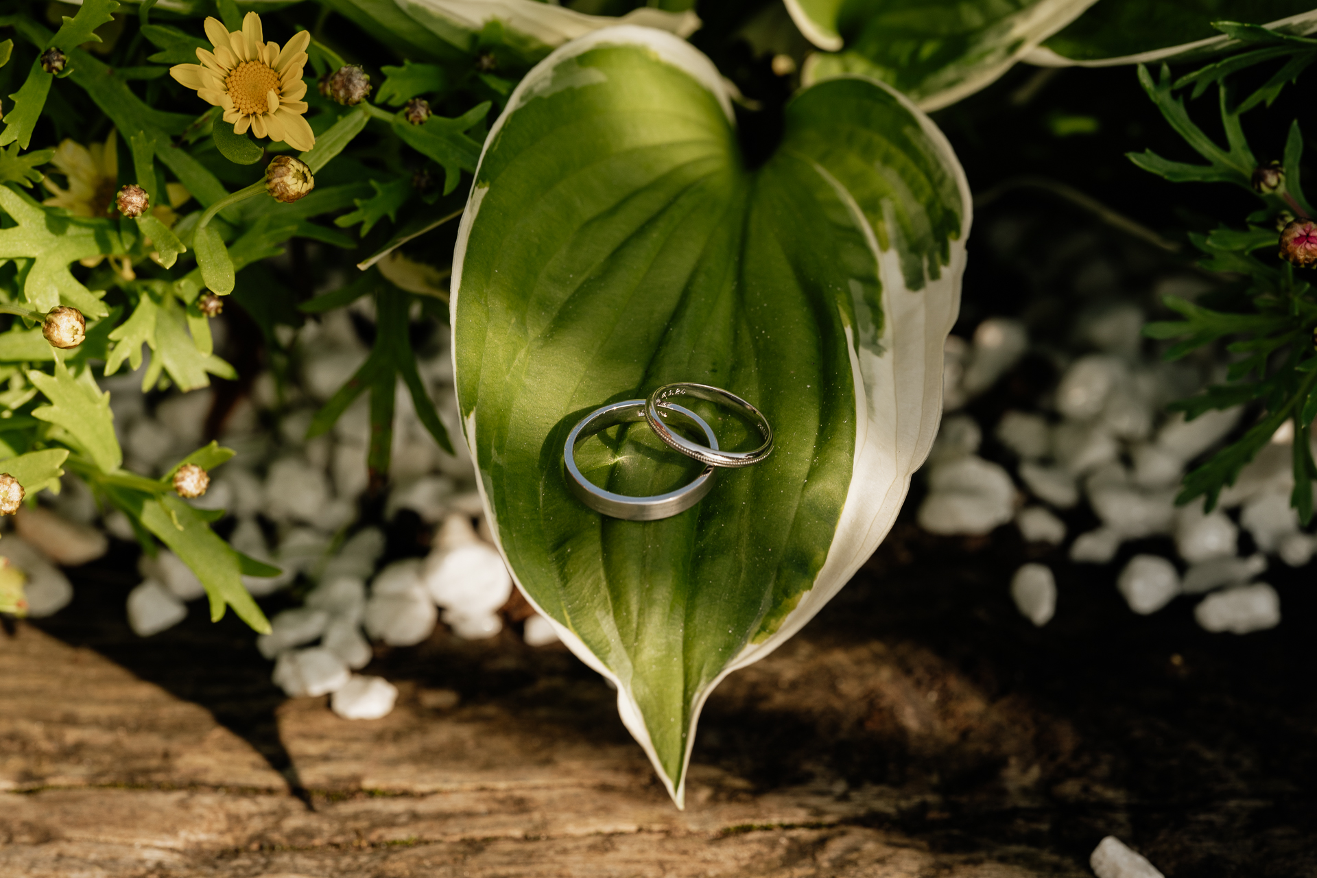 A green leaf with a ring on it