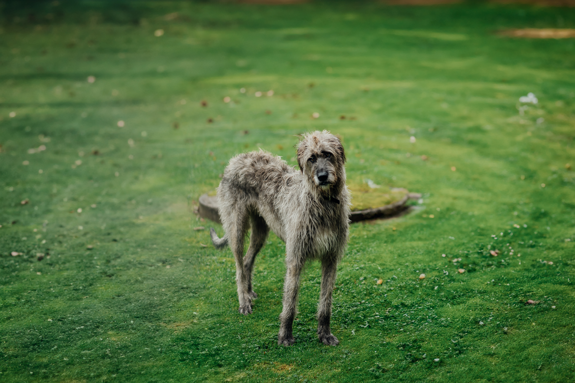 A sloth standing on grass