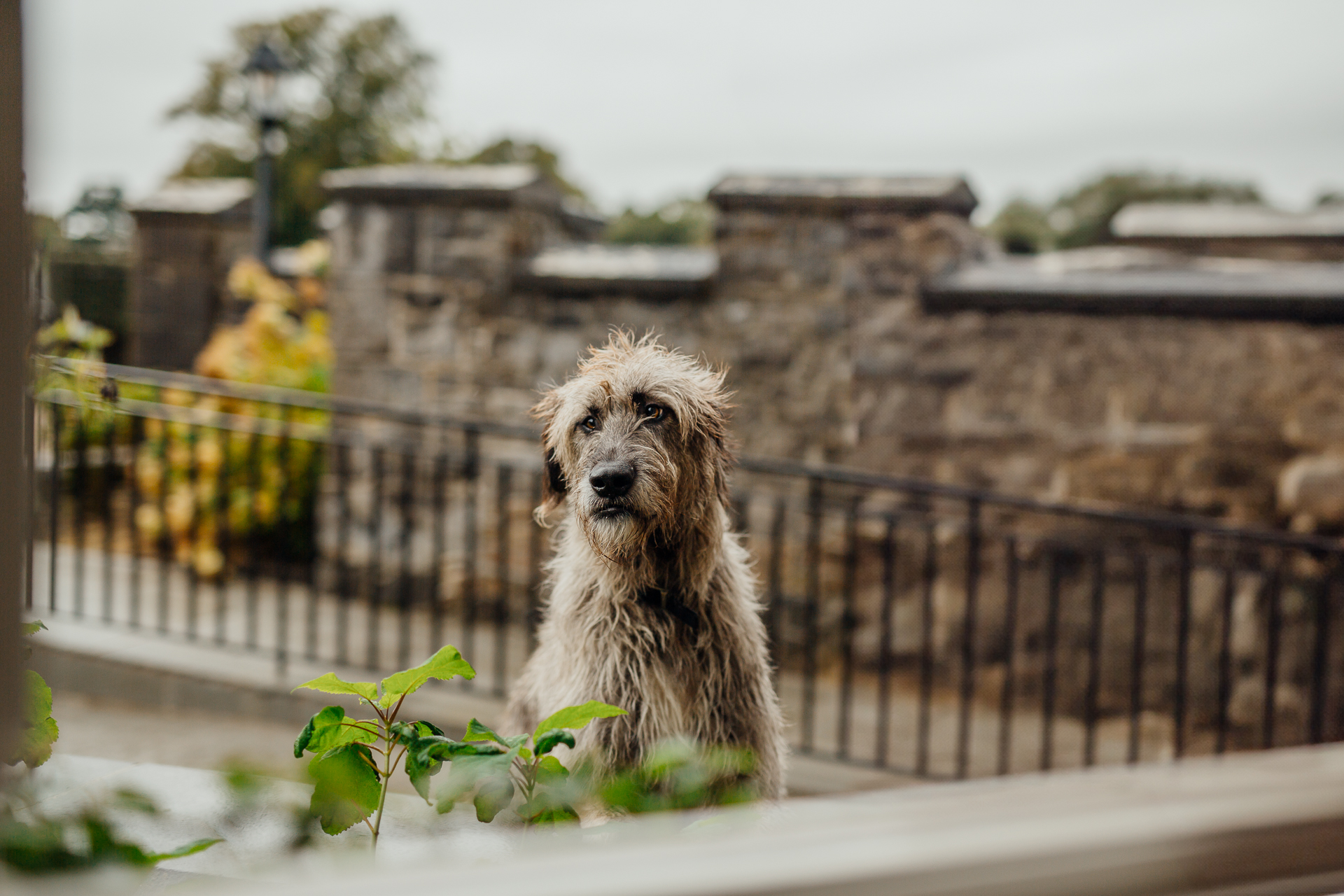 A dog sitting on a ledge