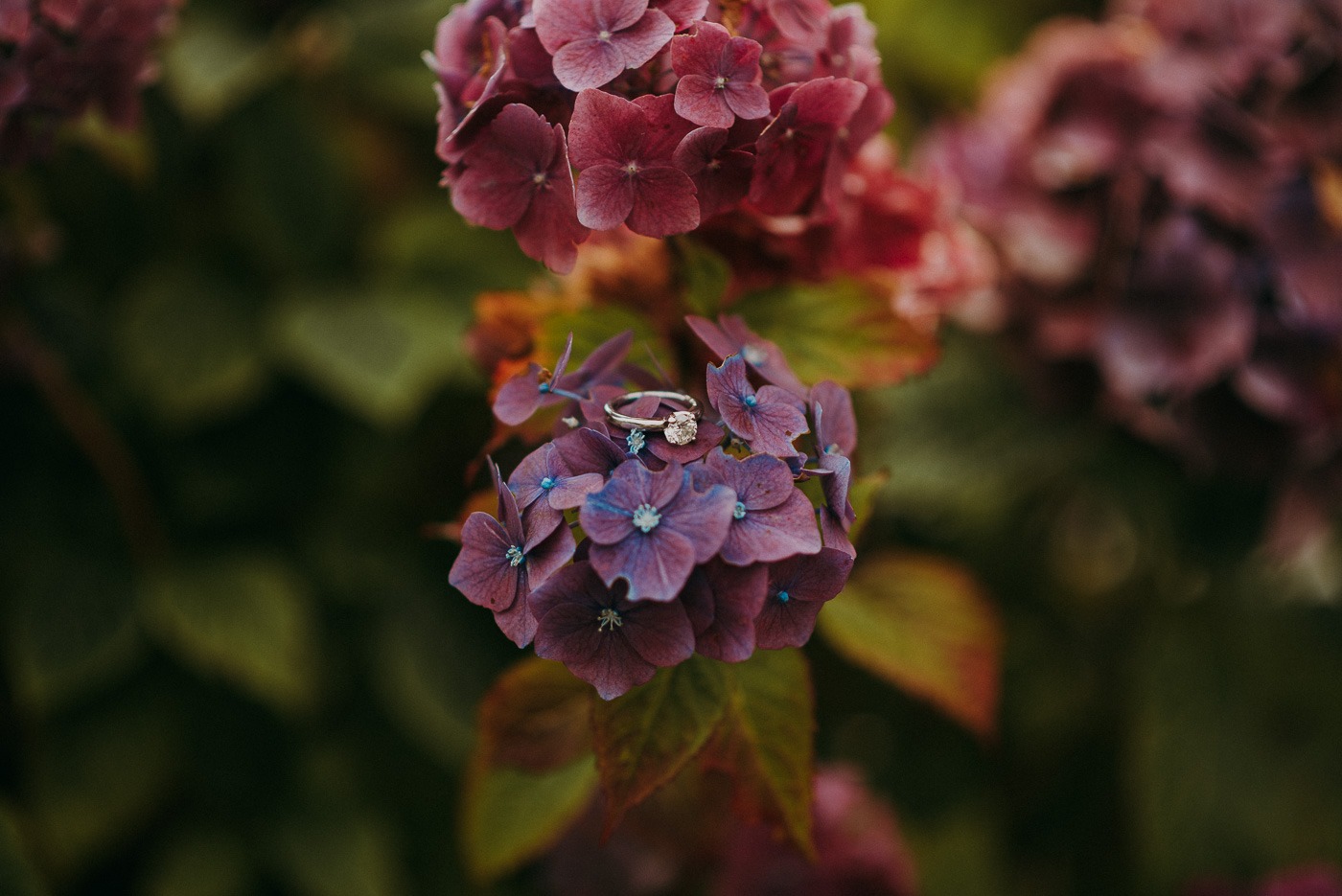 A close up of a flower