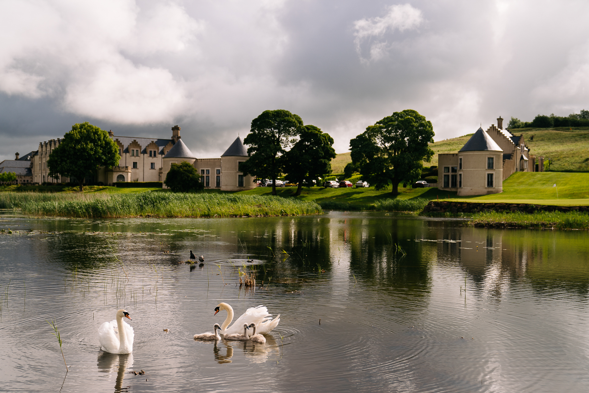 A group of swans in a lake