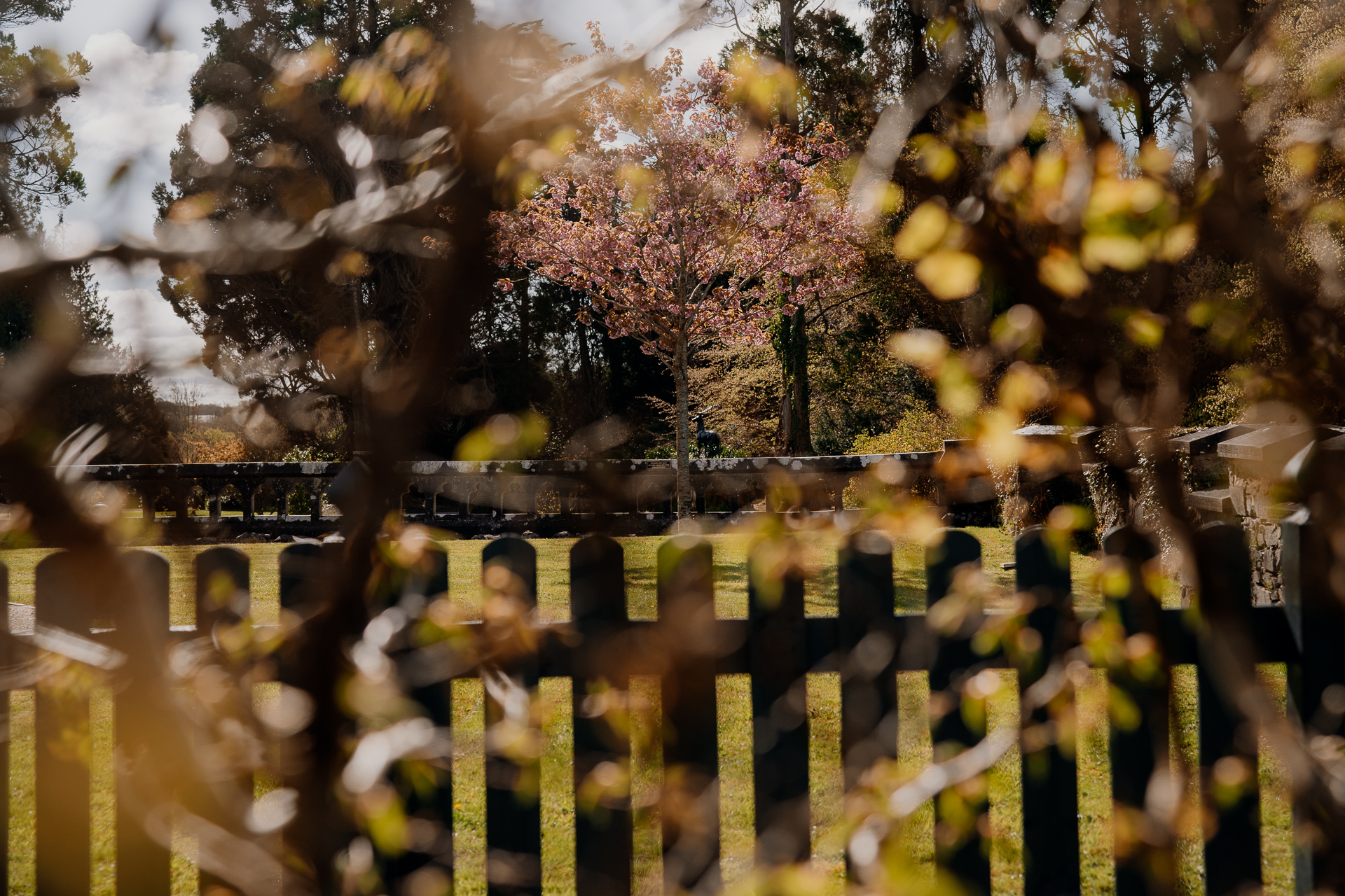 A group of trees with flowers