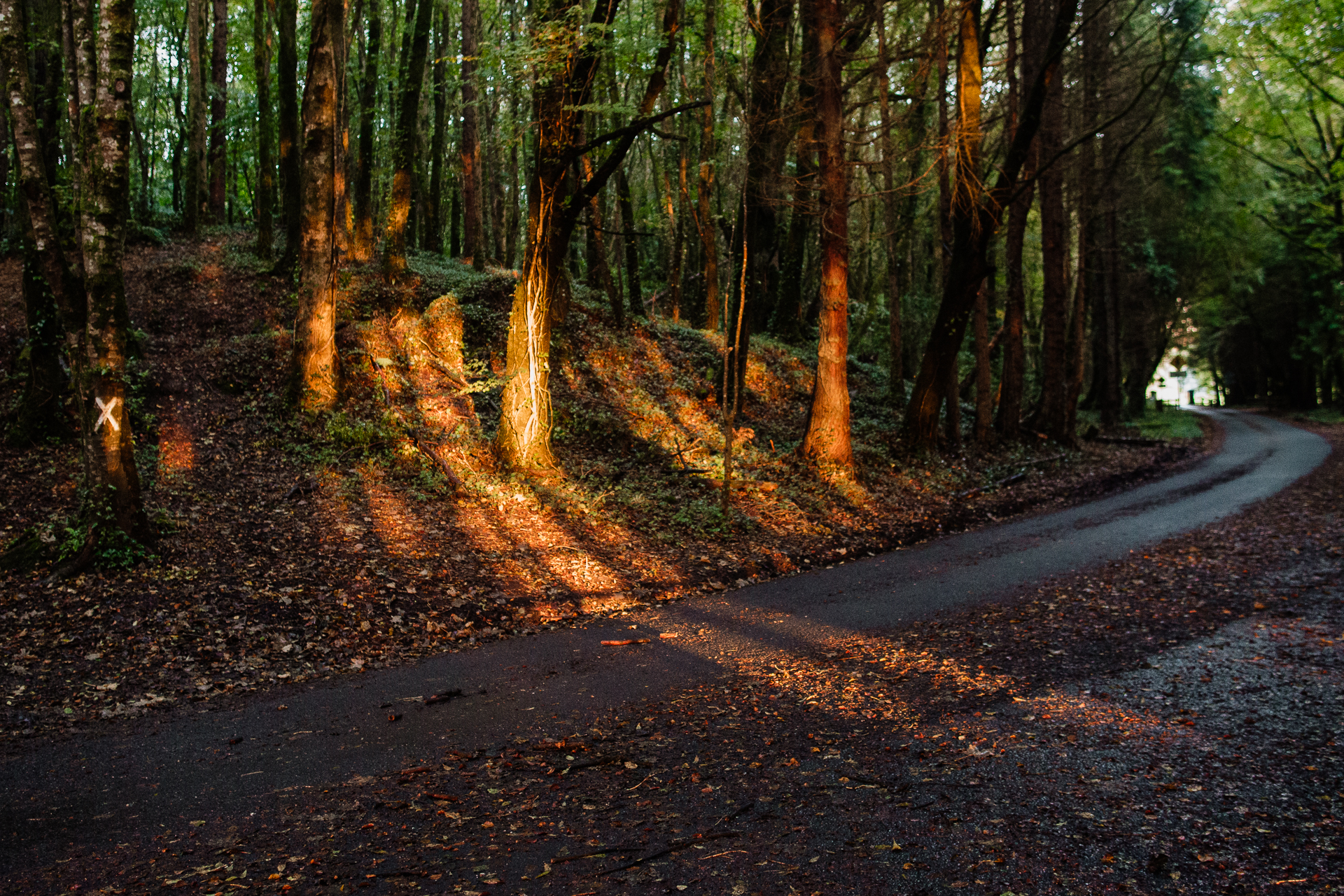 A road with trees on the side