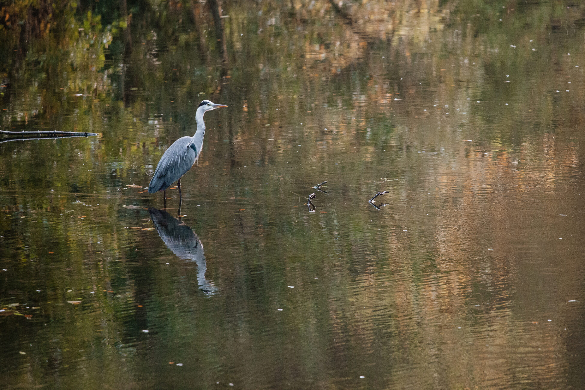 A bird standing in water