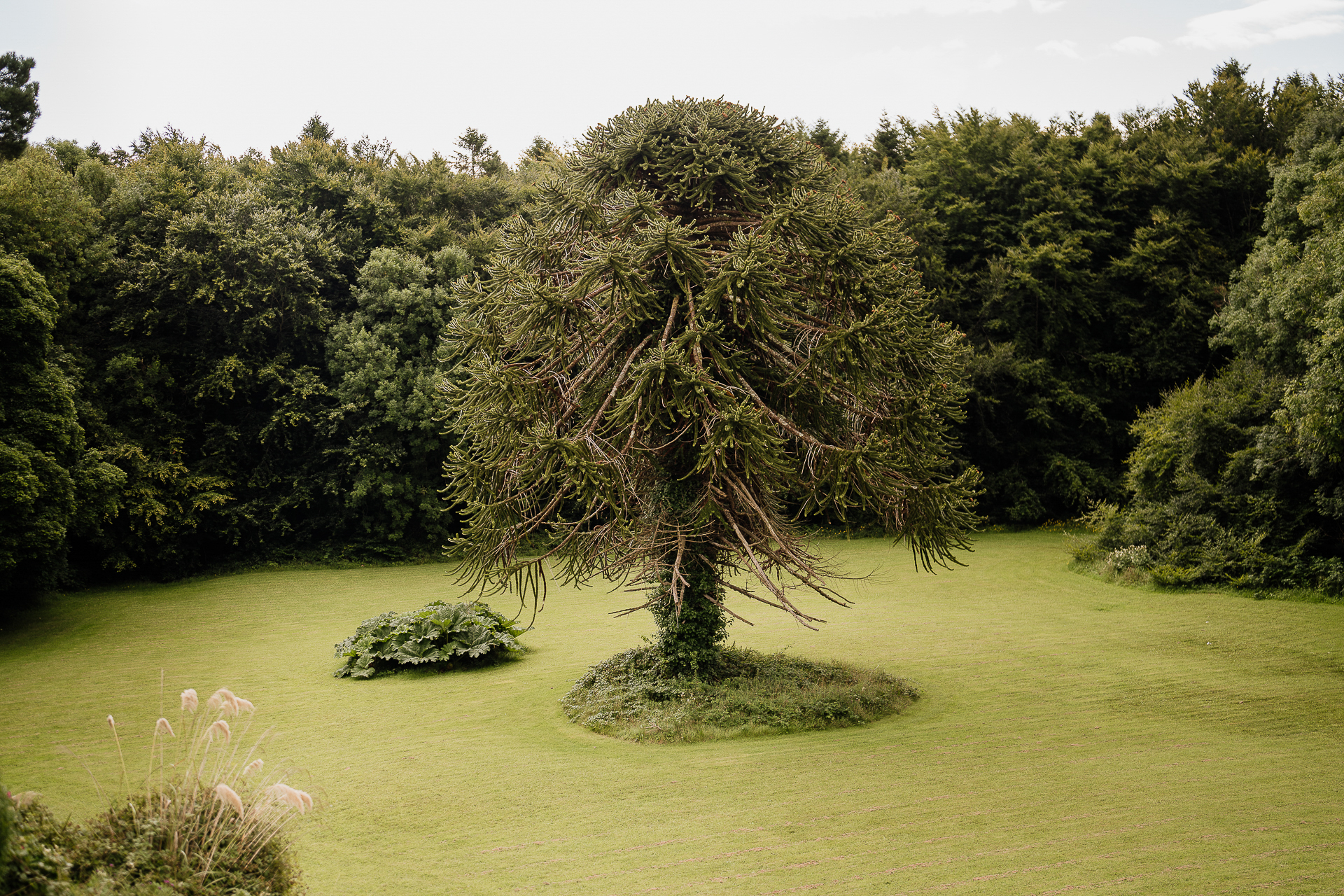 A tree in a field