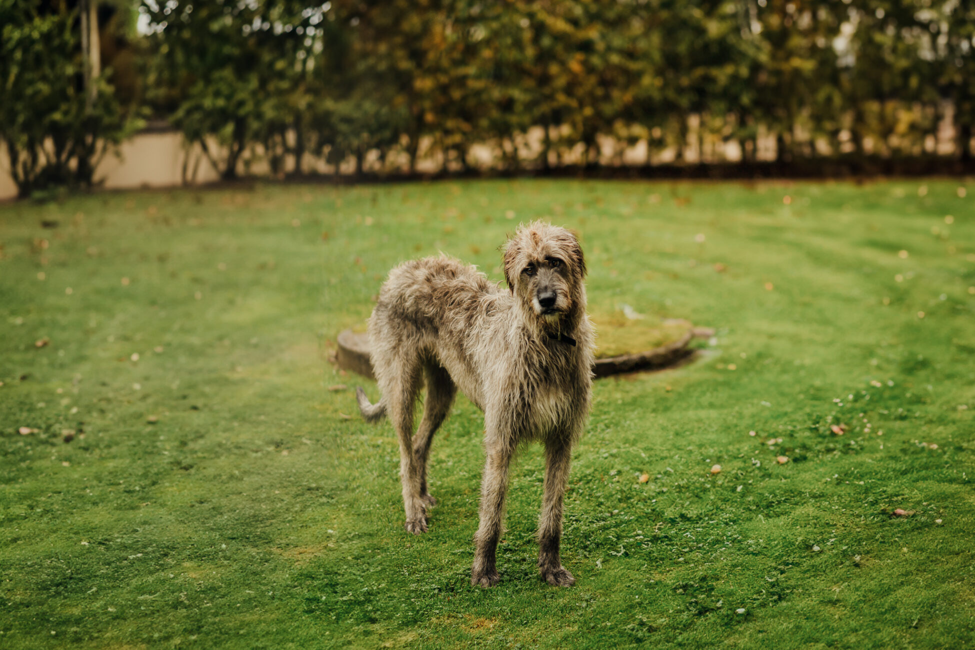 A dog standing in a grassy area