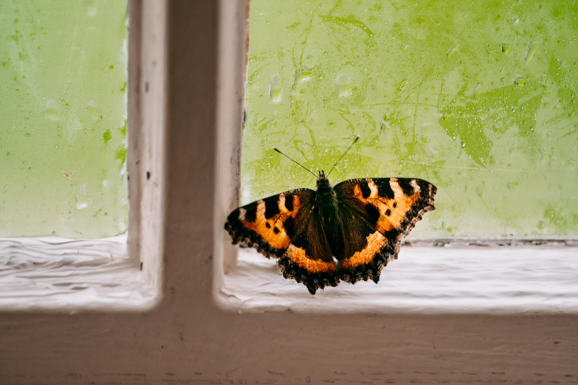 A butterfly on a window