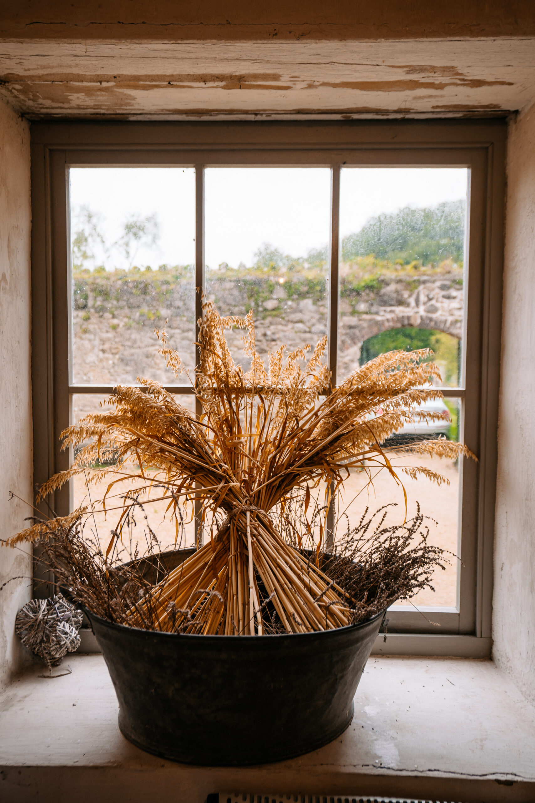 A potted plant in front of a window