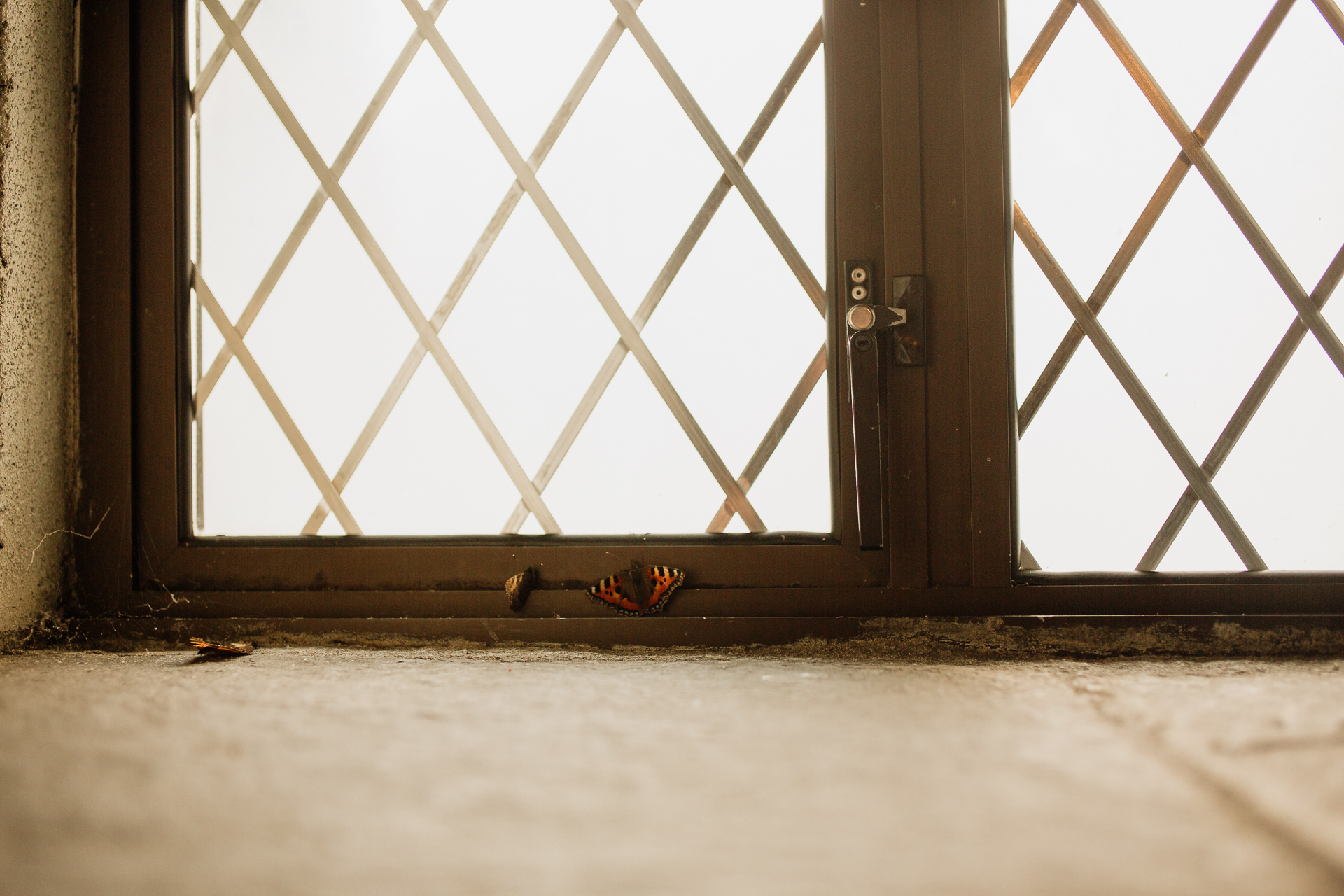 A butterfly on a window