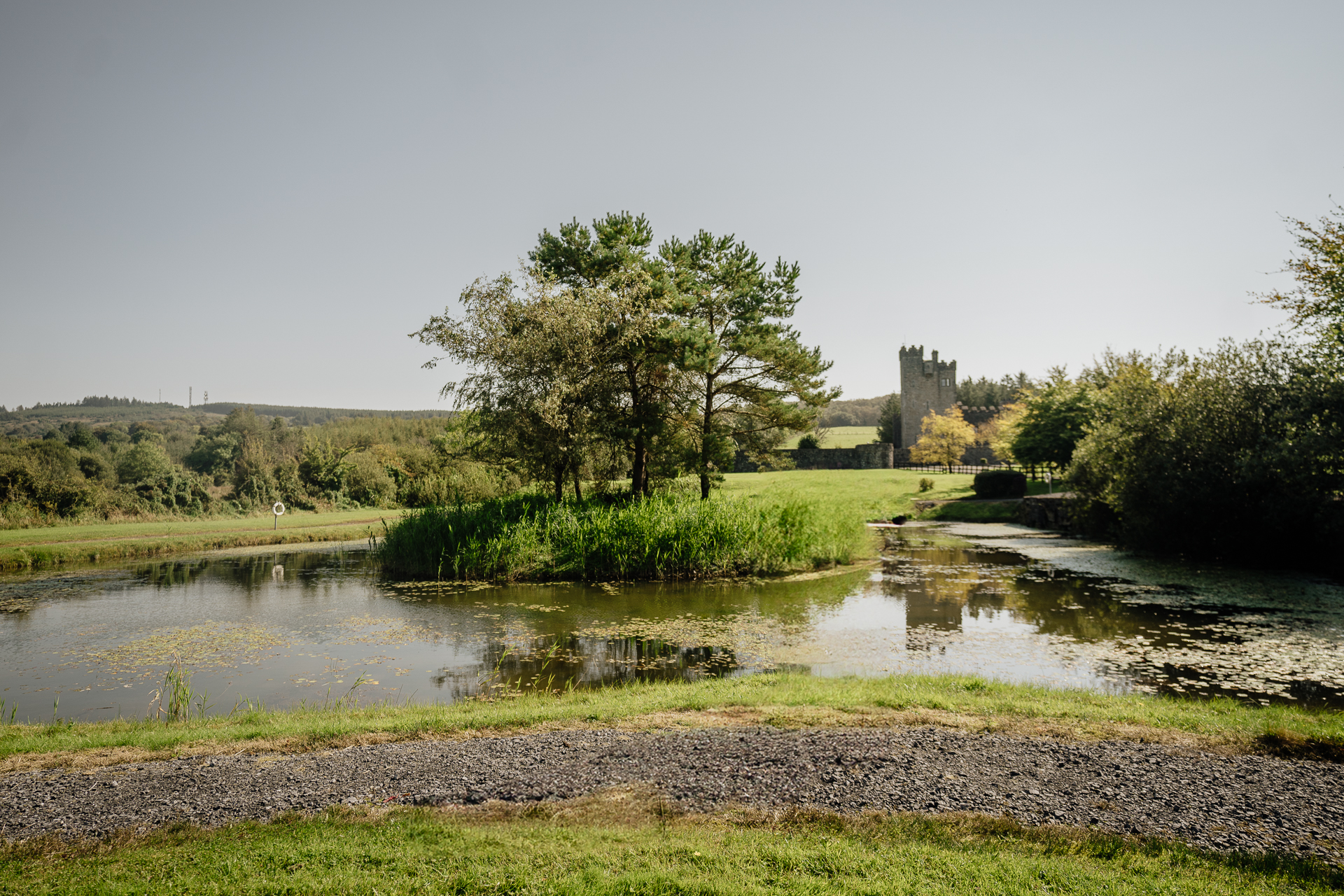 A river with a tree and grass