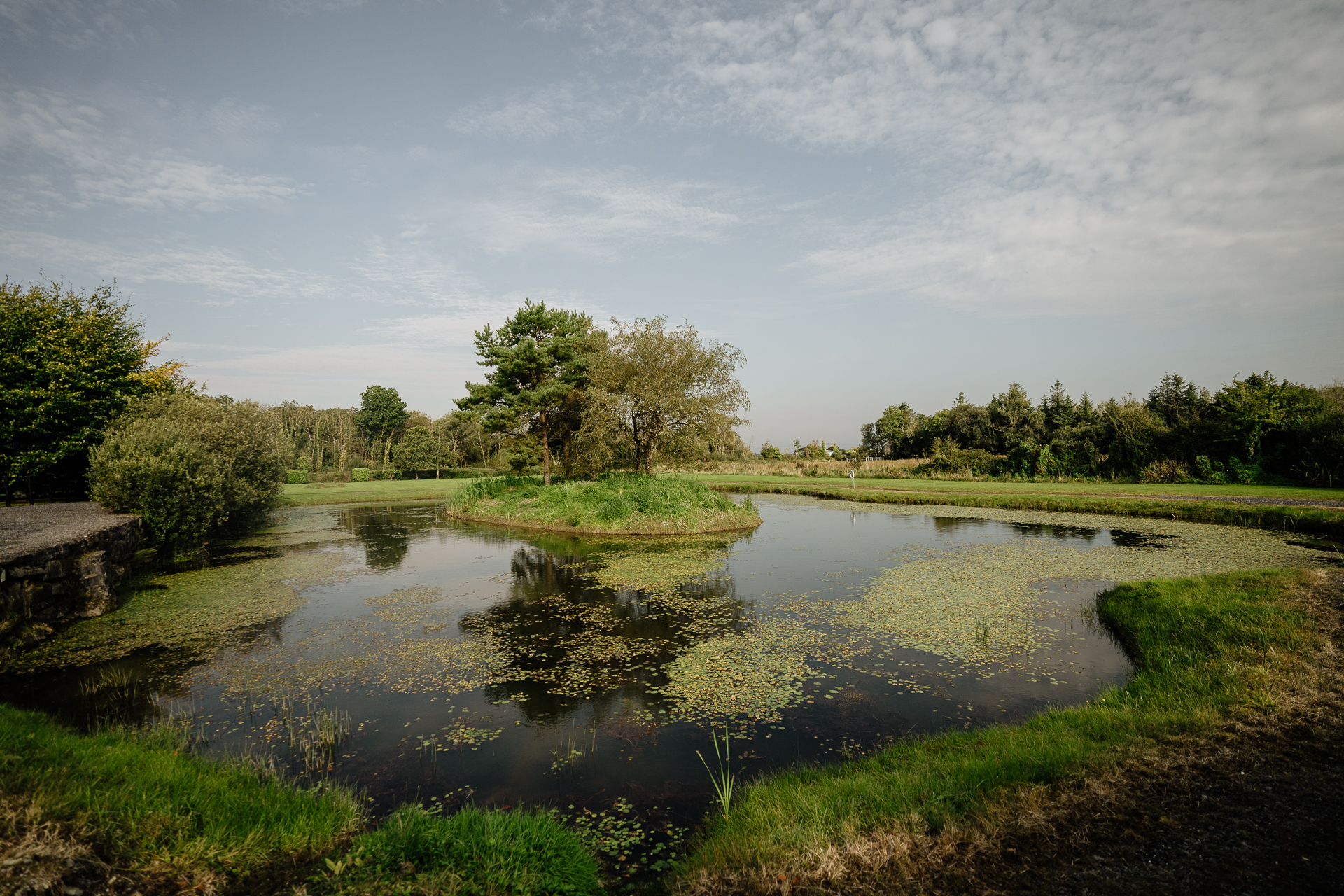 A small pond with trees and grass