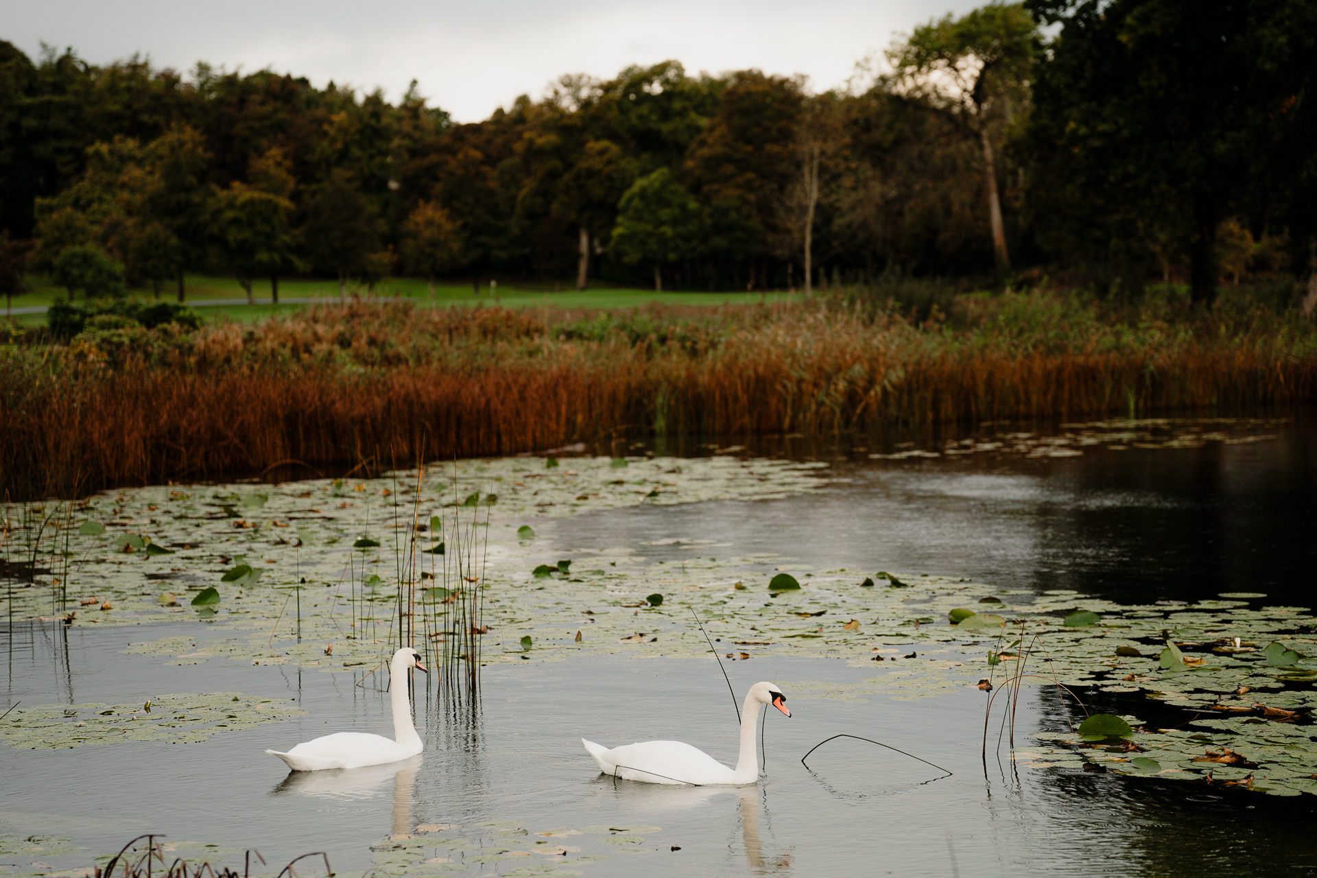 A couple swans in a pond