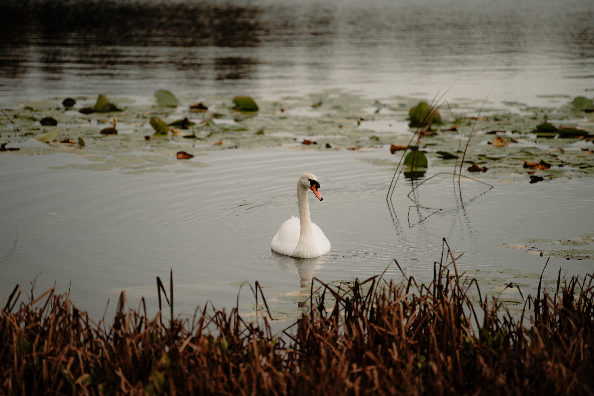 A swan in a lake