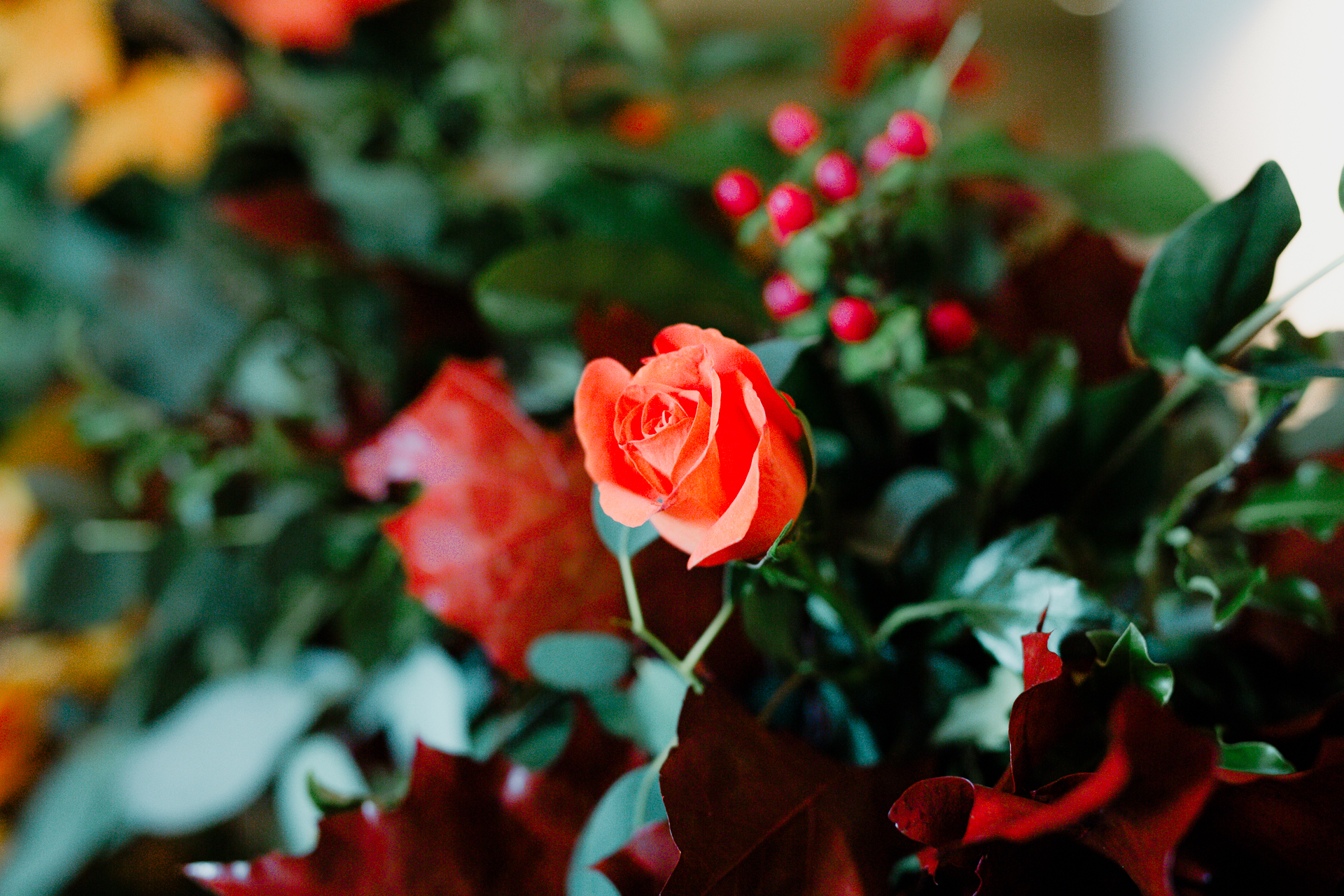 A close up of a rose