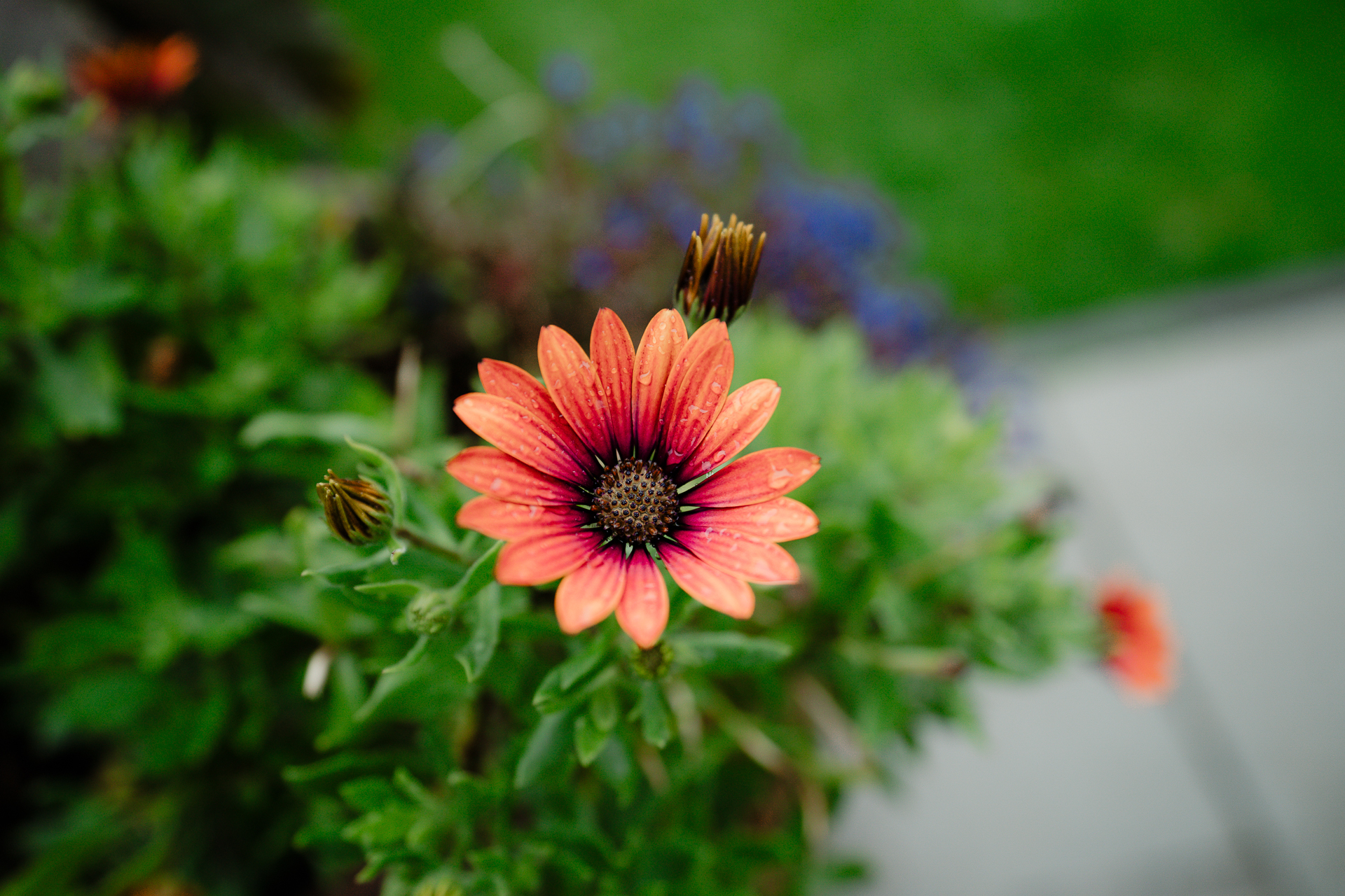 A bee on a flower