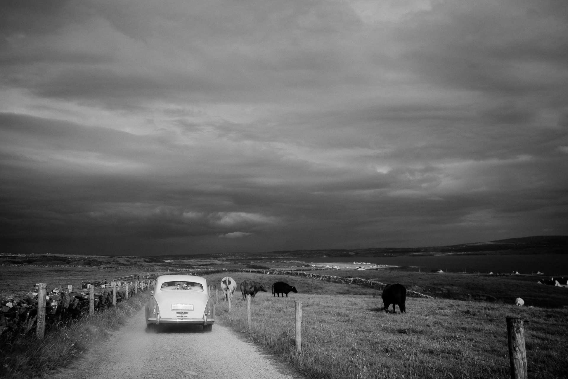 A car on a road with cows