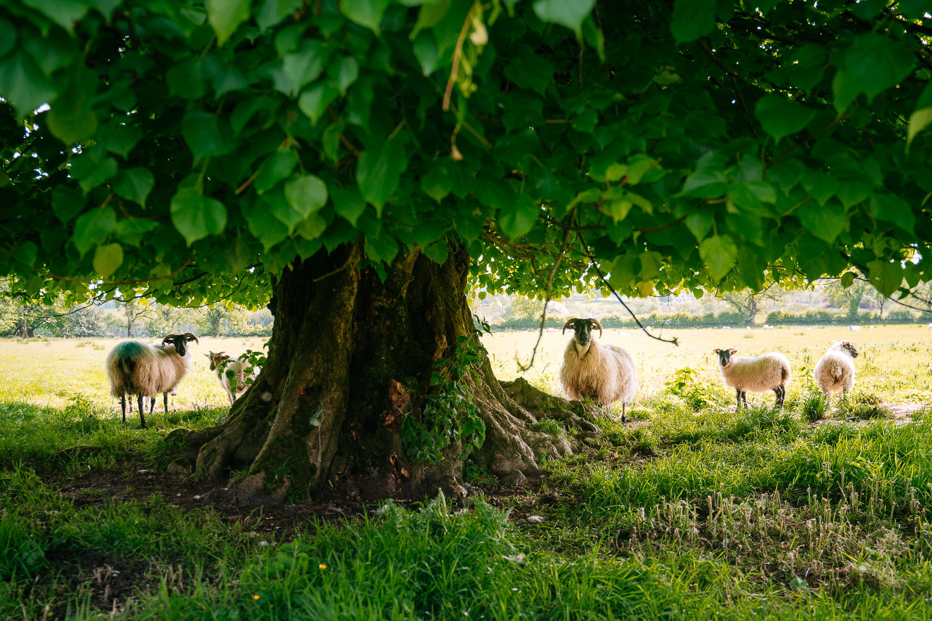 Sheep under a tree