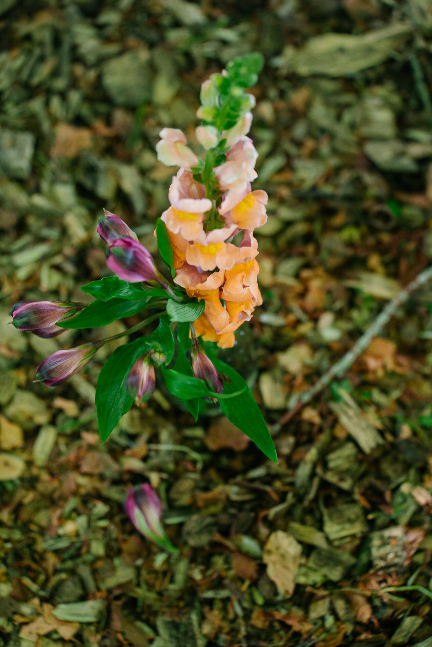 A close up of a flower