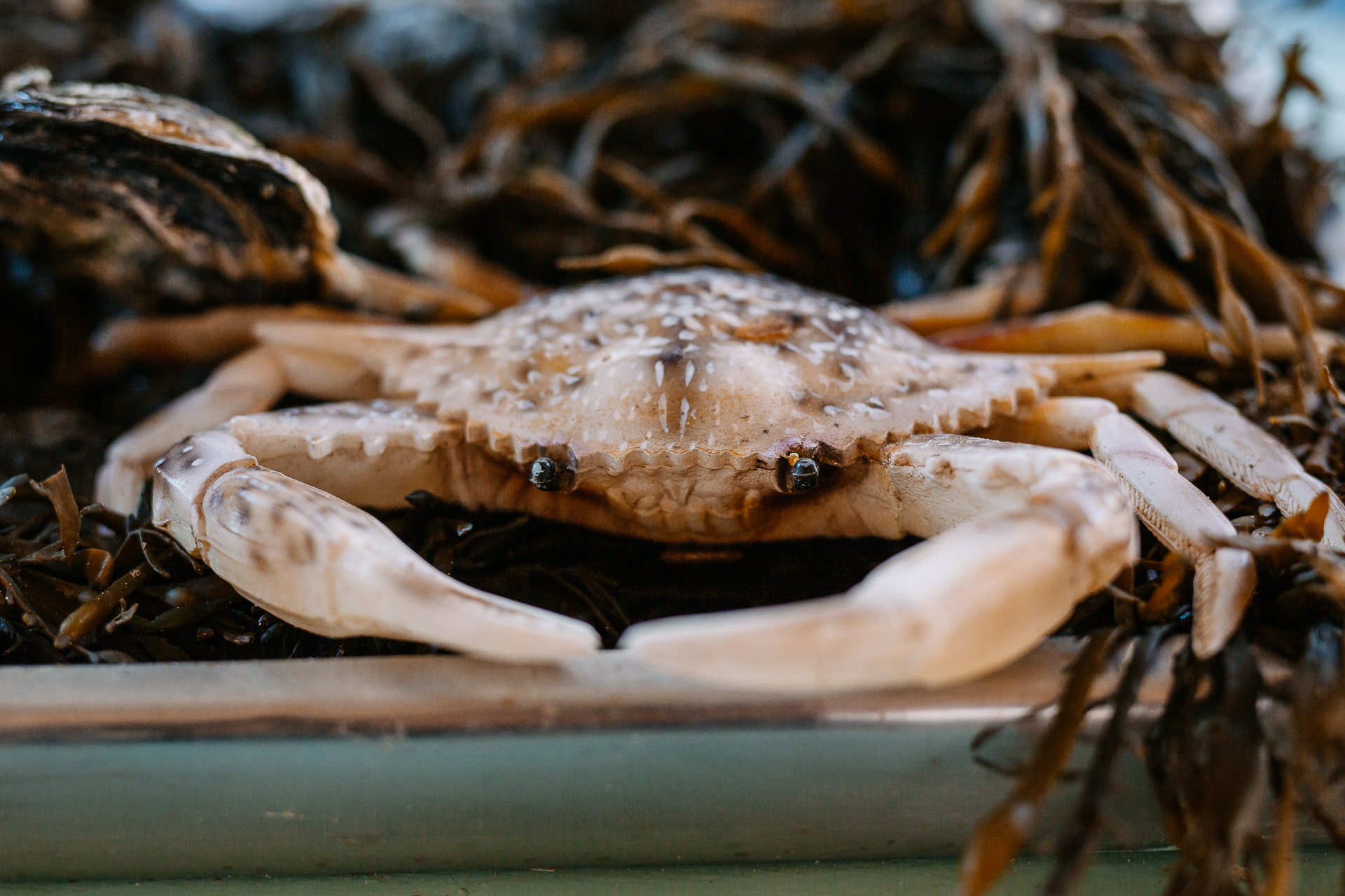 A close up of a crab