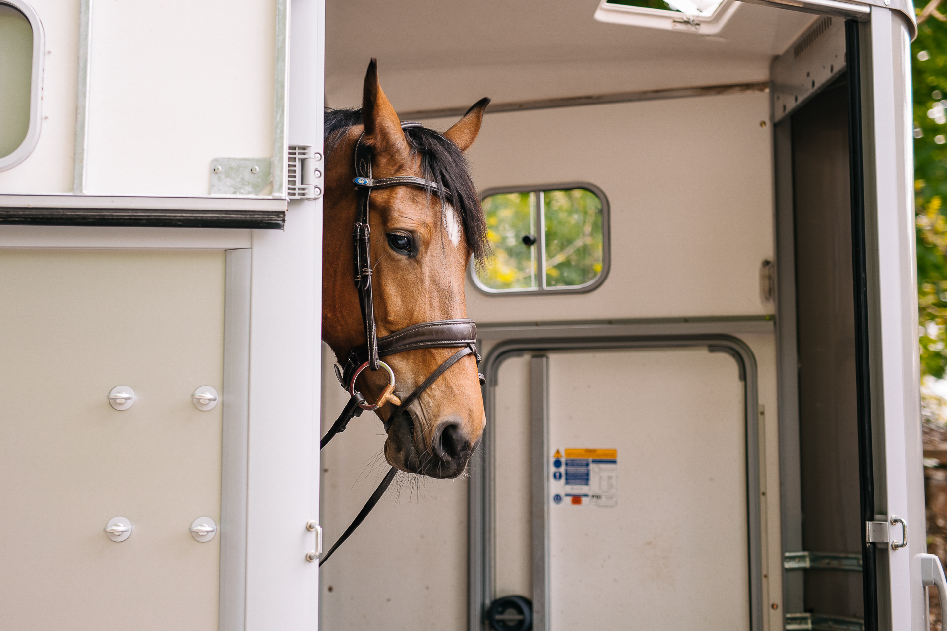 A horse in a vehicle