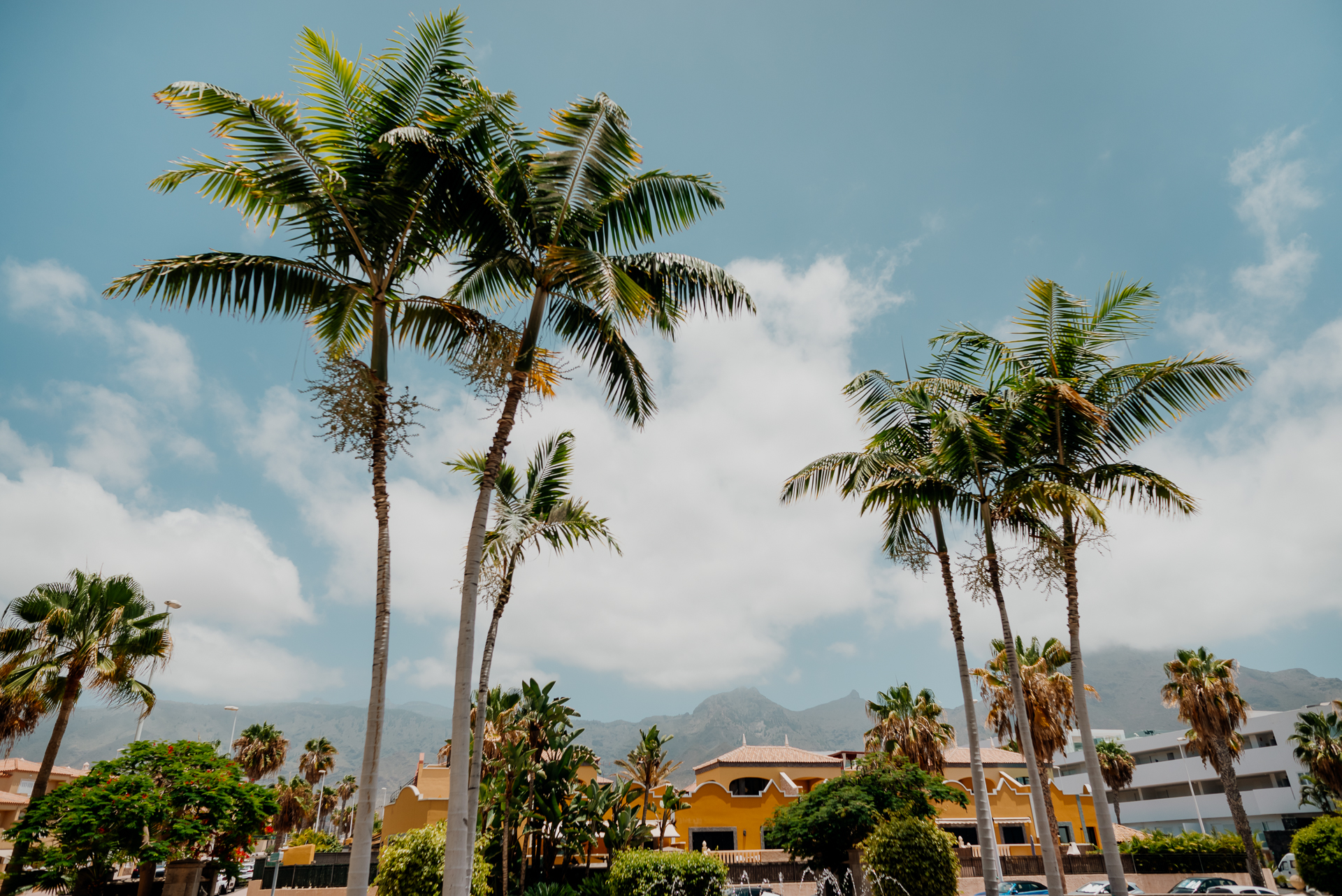 Palm trees in a tropical area