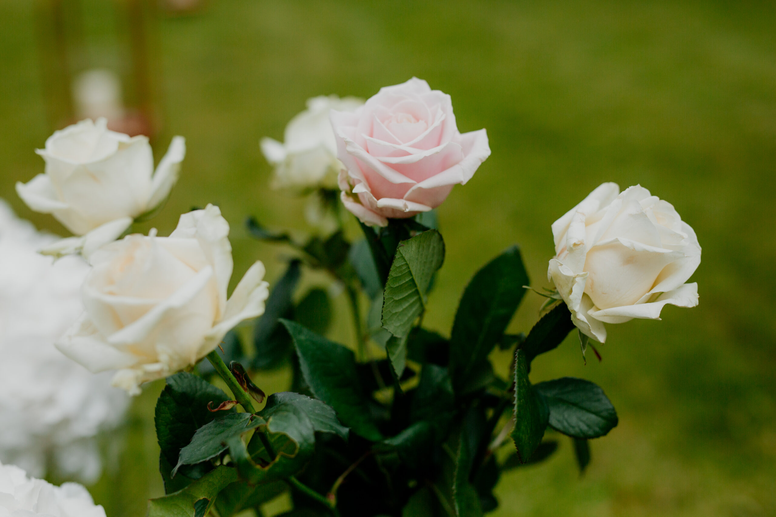 A close up of some flowers