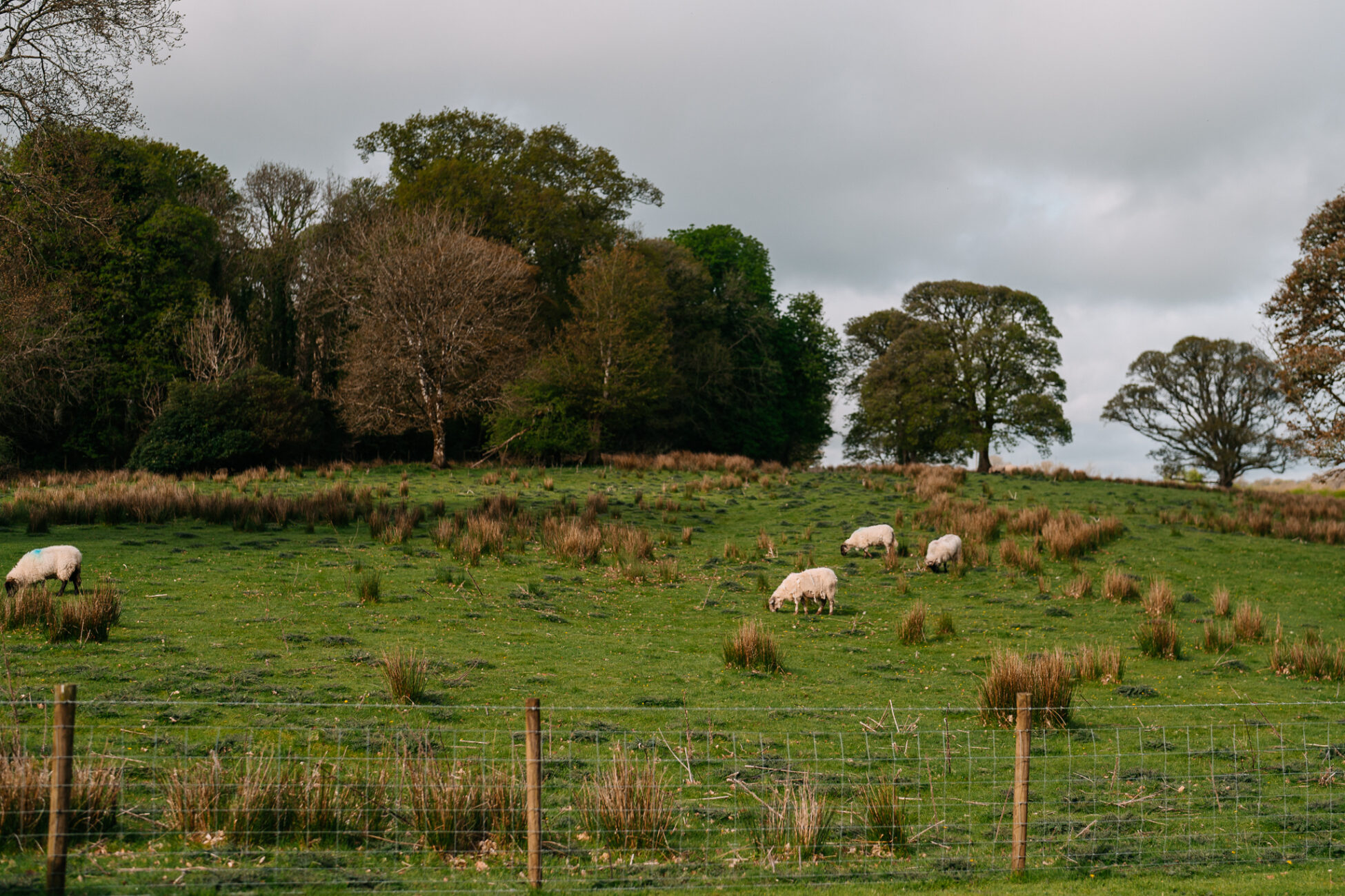 A herd of sheep grazing in a field