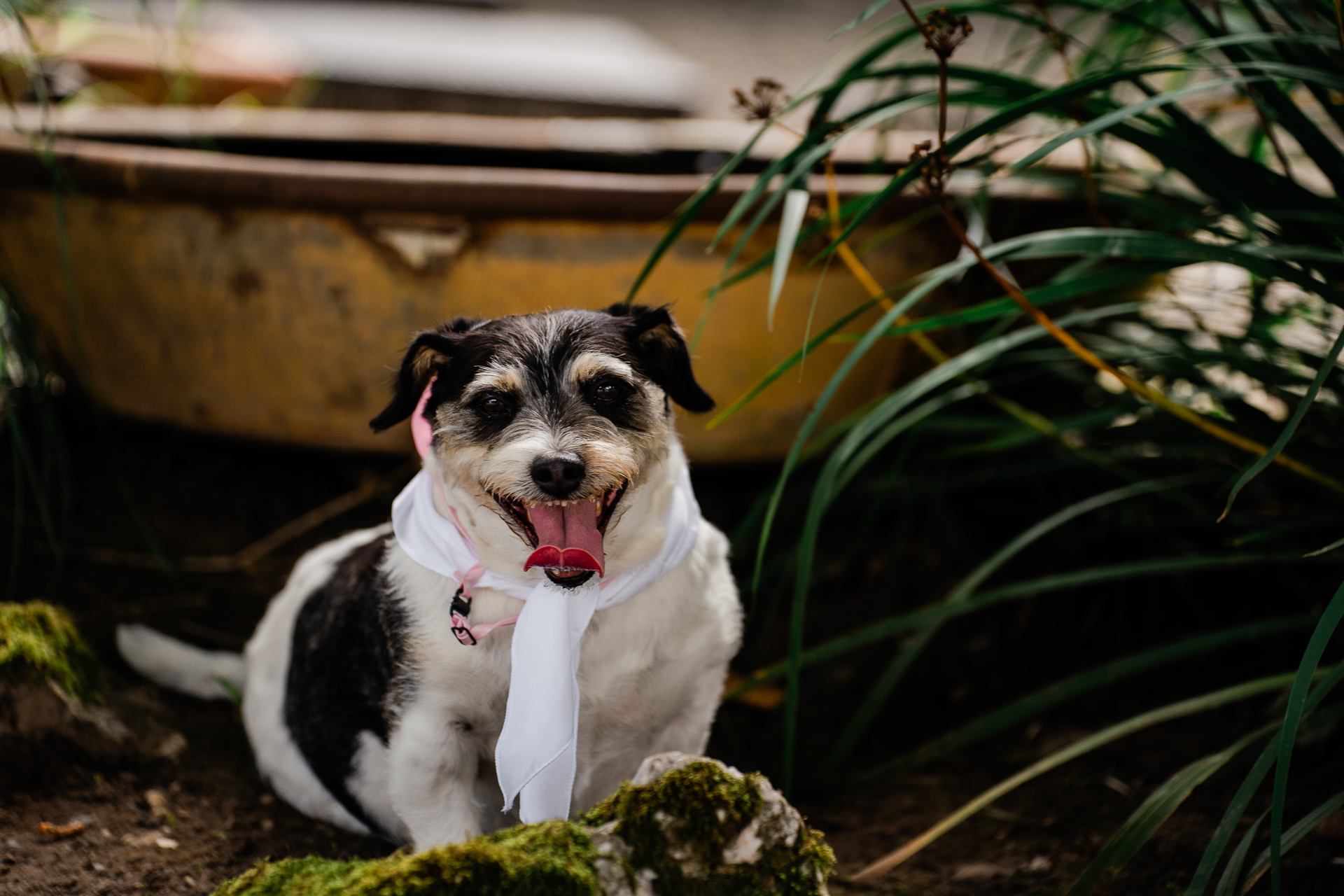 A dog sitting on a ledge