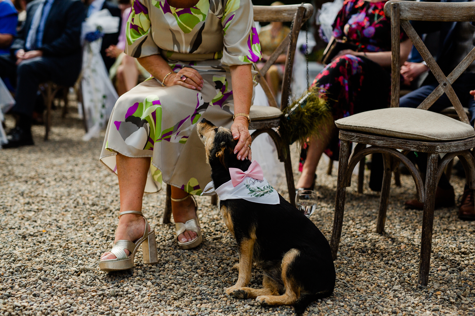 A person petting a dog