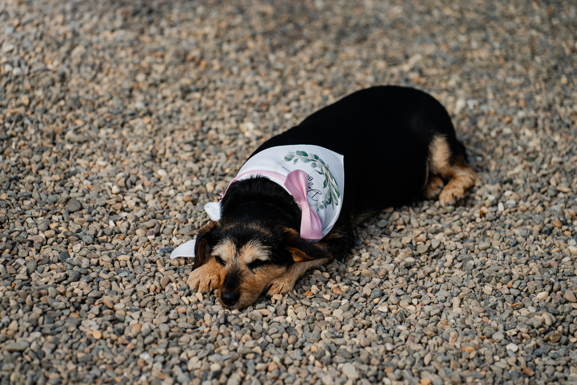 A dog lying on the ground