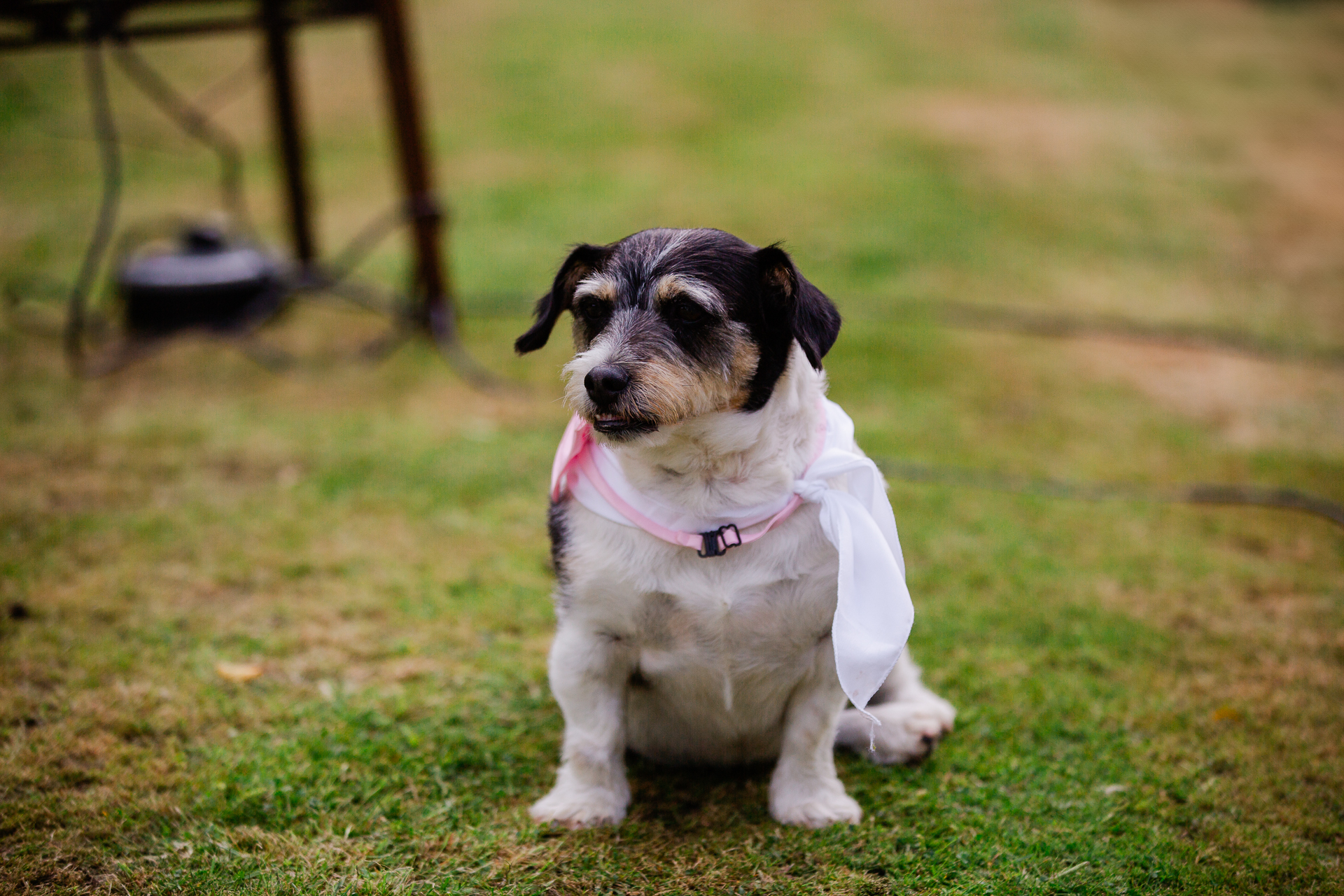 A dog sitting in the grass