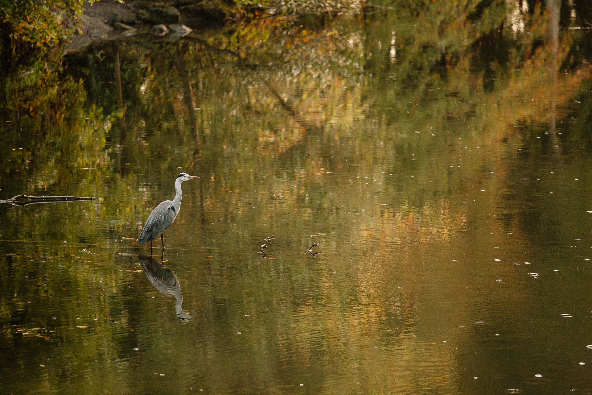 A bird standing in a body of water