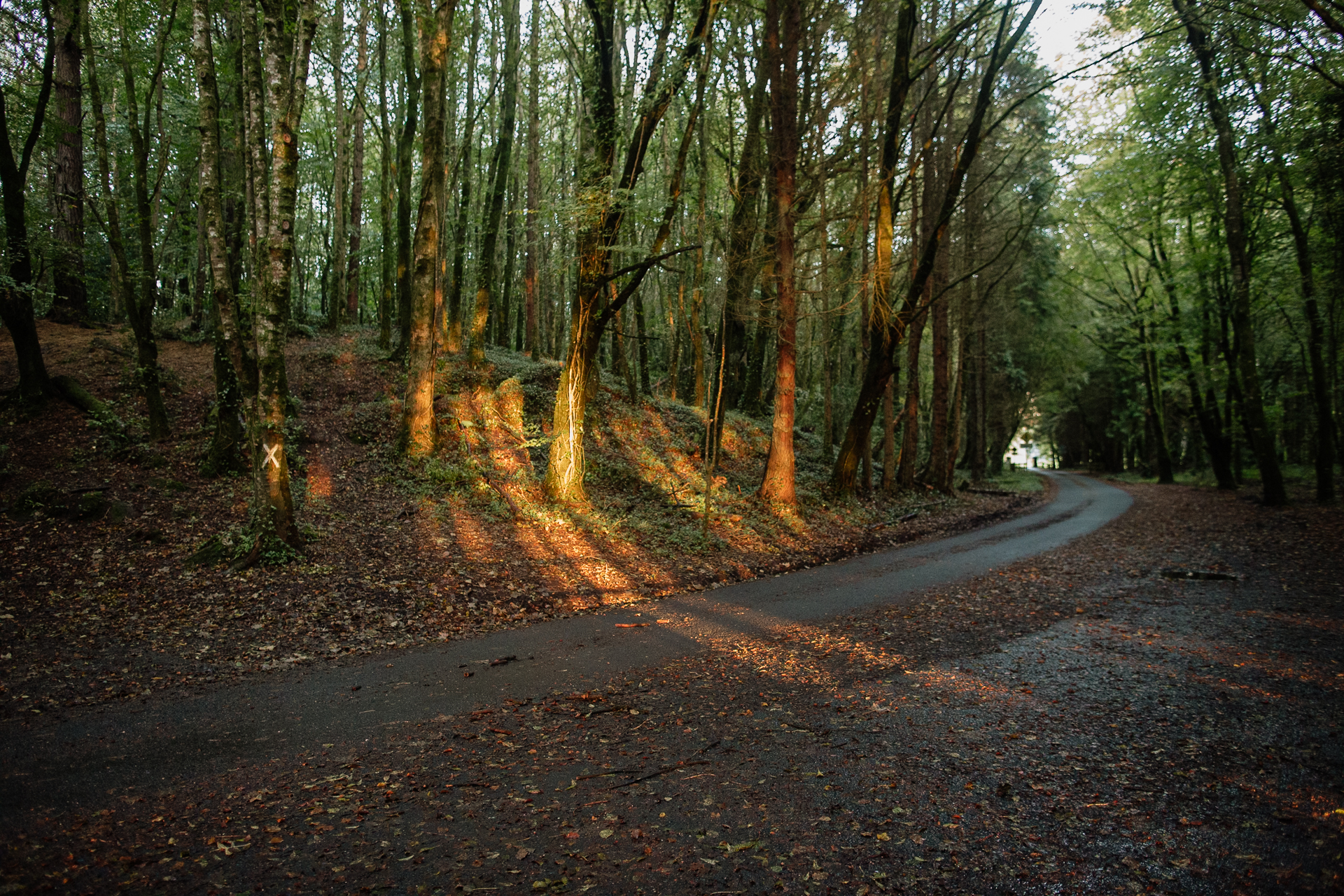 A road in a forest