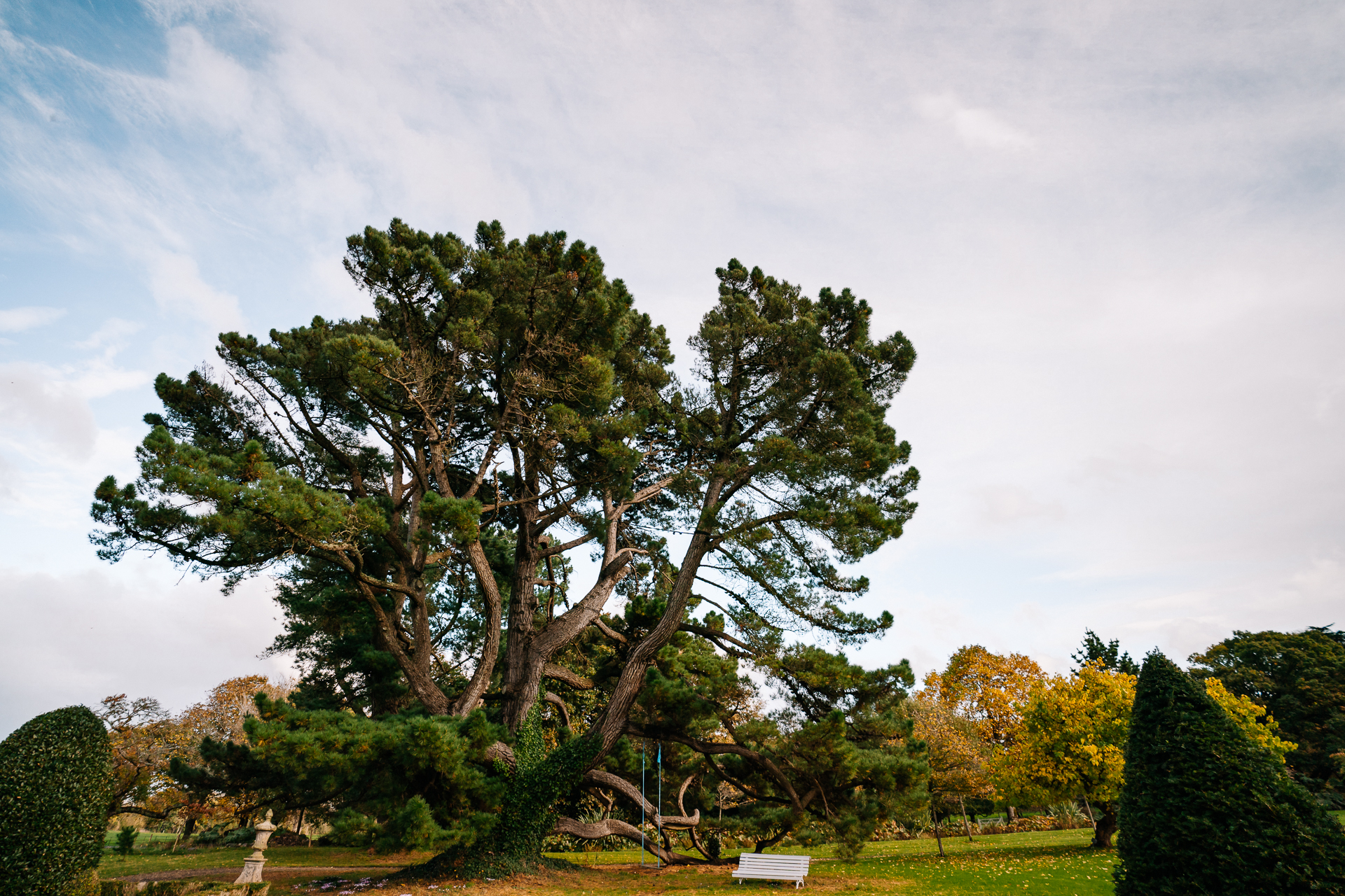 A large tree in a park