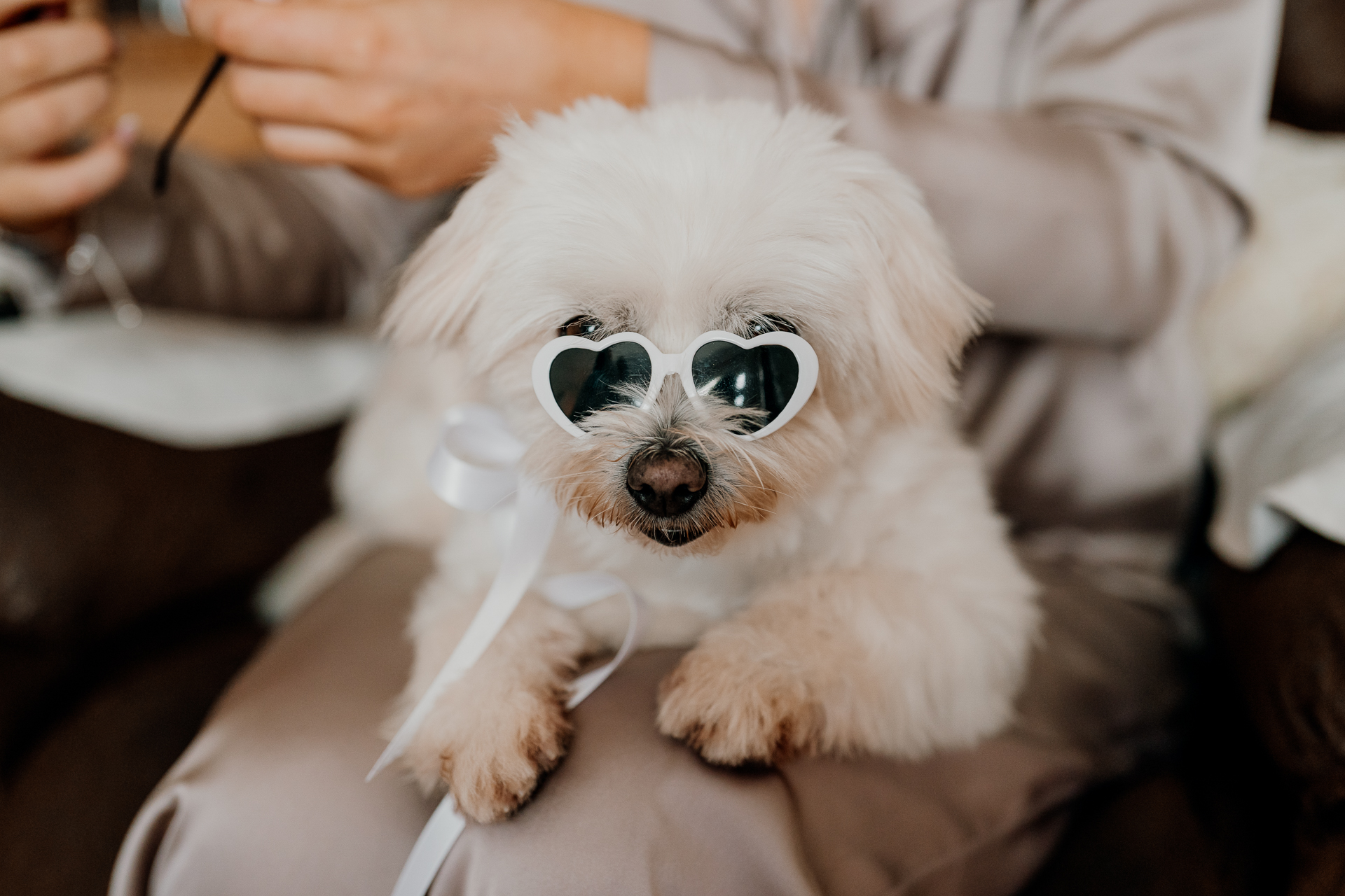 A dog wearing sunglasses