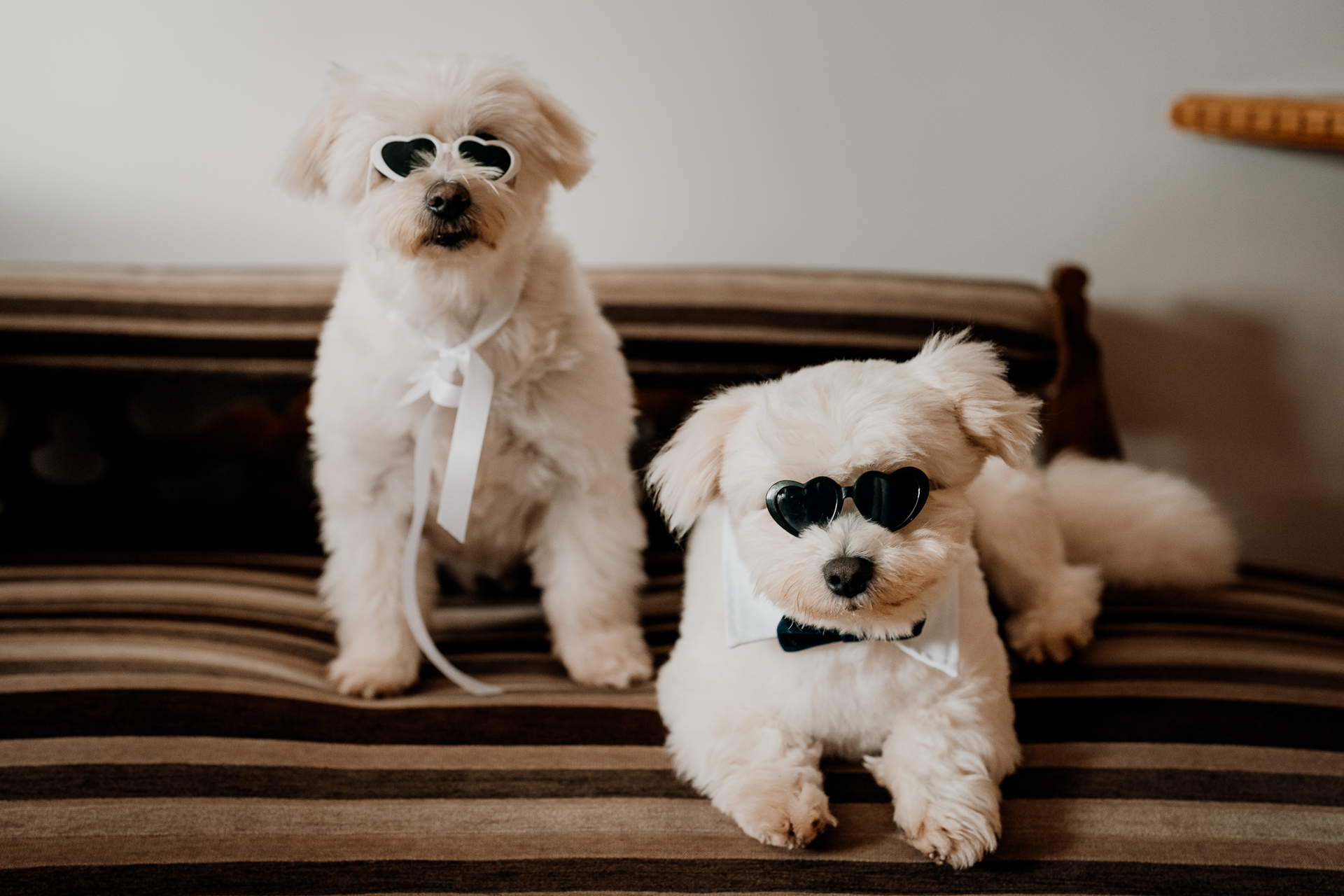 Two dogs wearing sunglasses