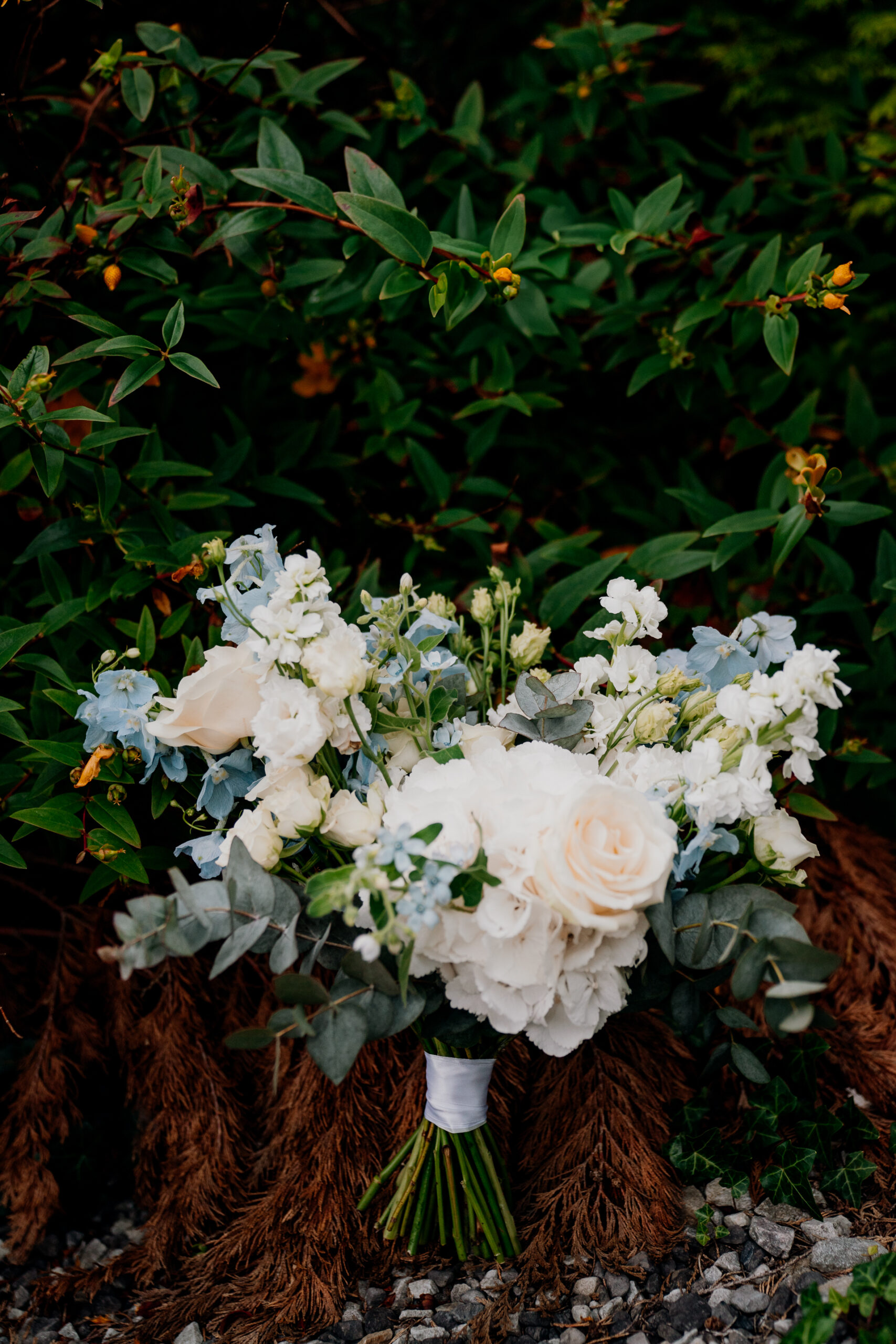 A bush with white flowers