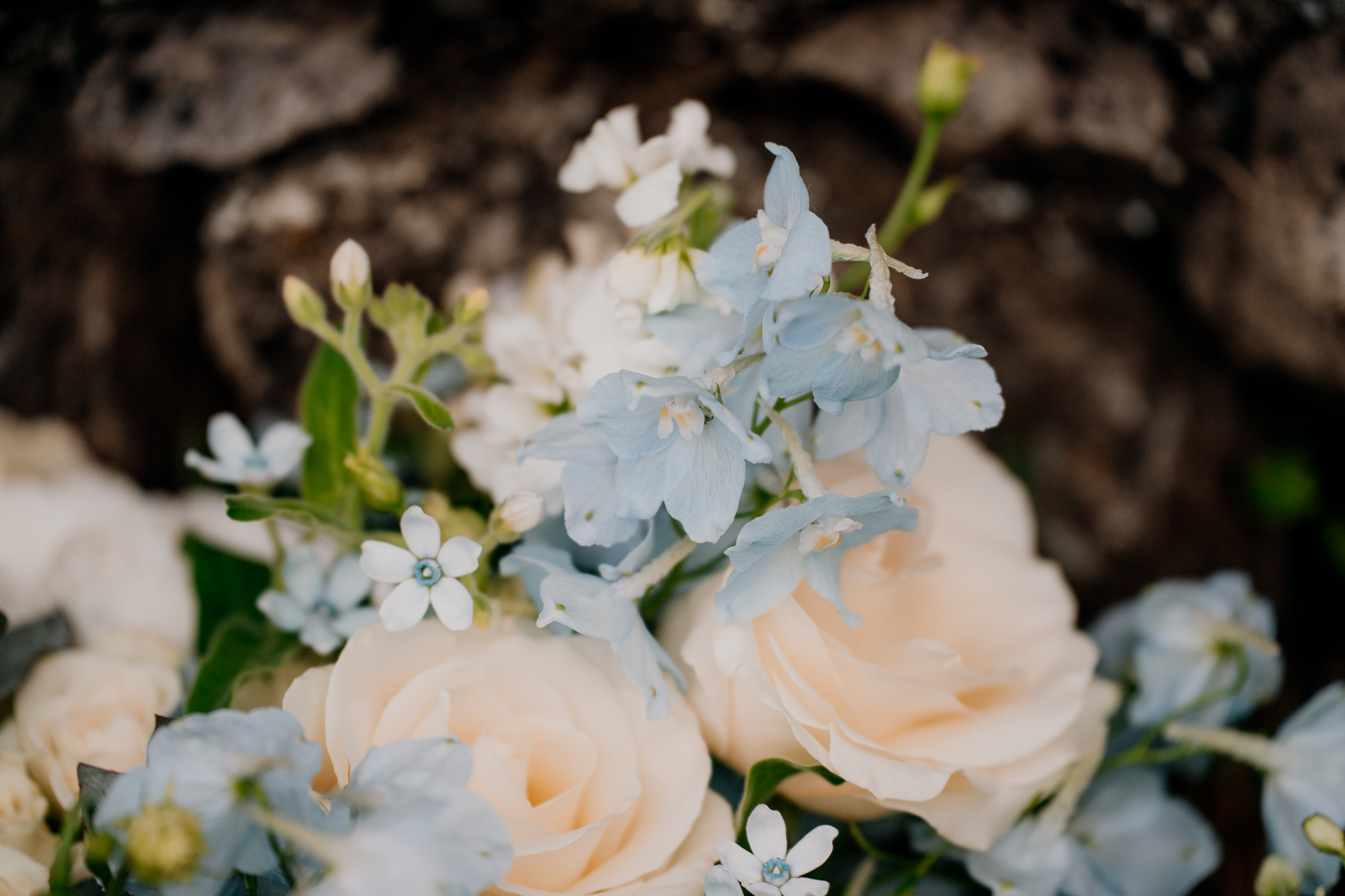 A close up of white flowers