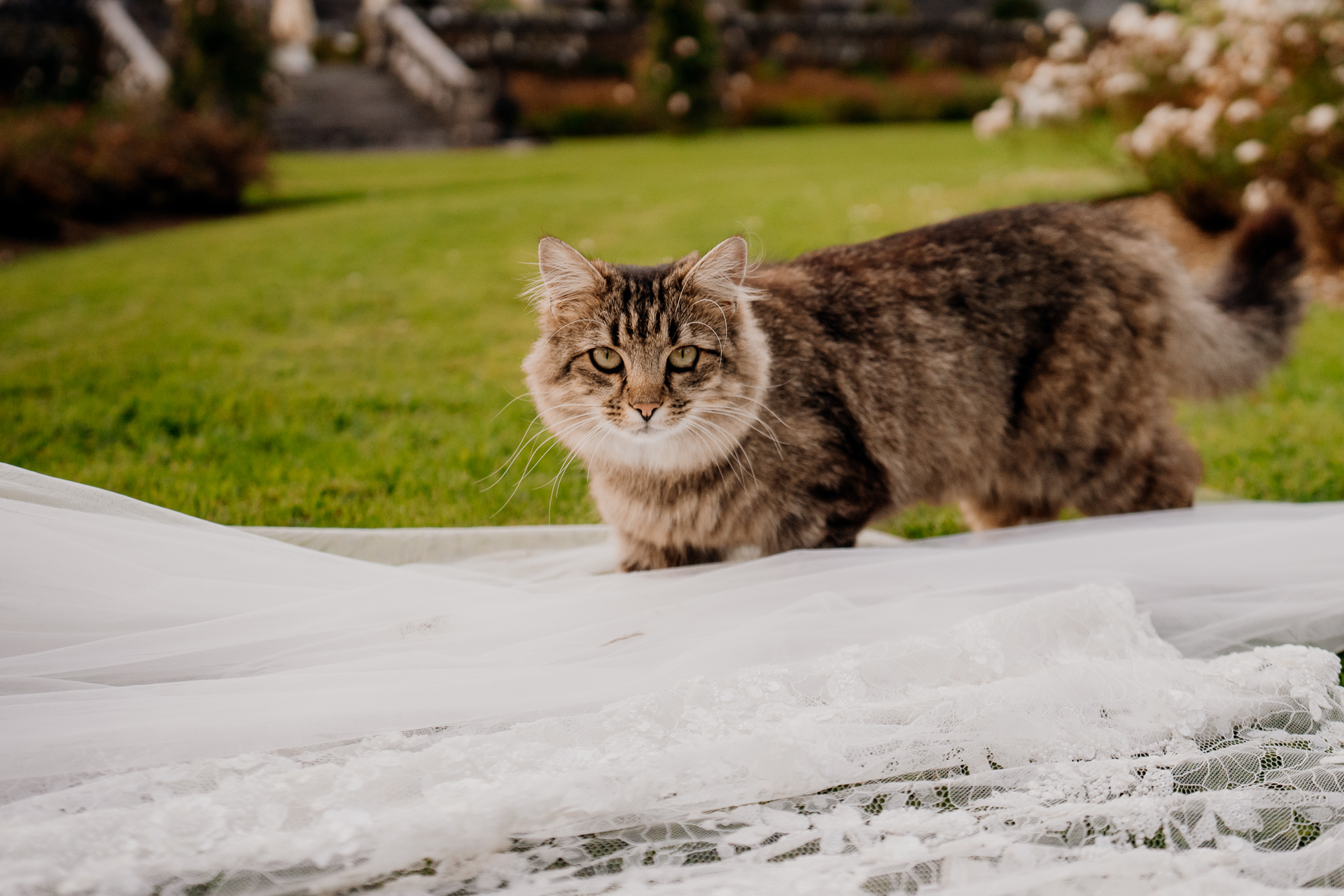 A cat walking on a stone surface