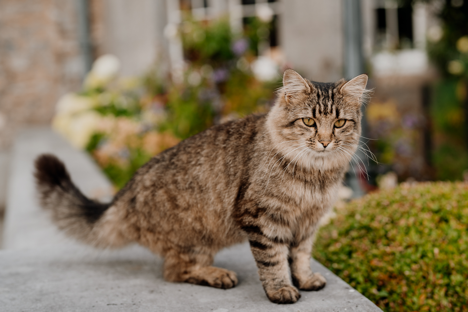 A cat walking on a sidewalk