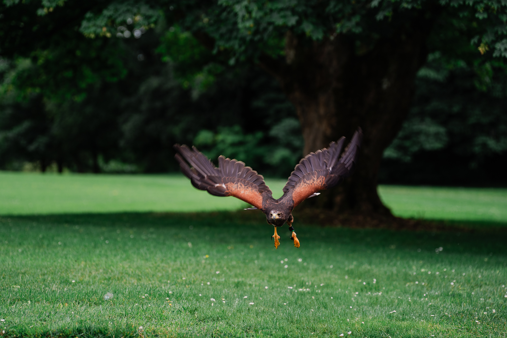 A bird flying over grass