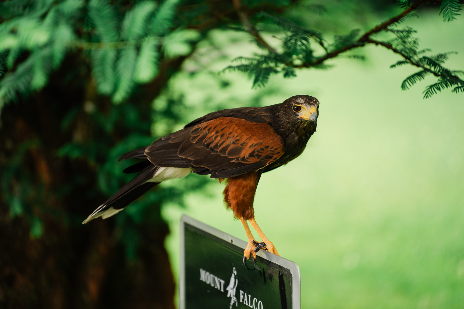 A hawk perched on a sign