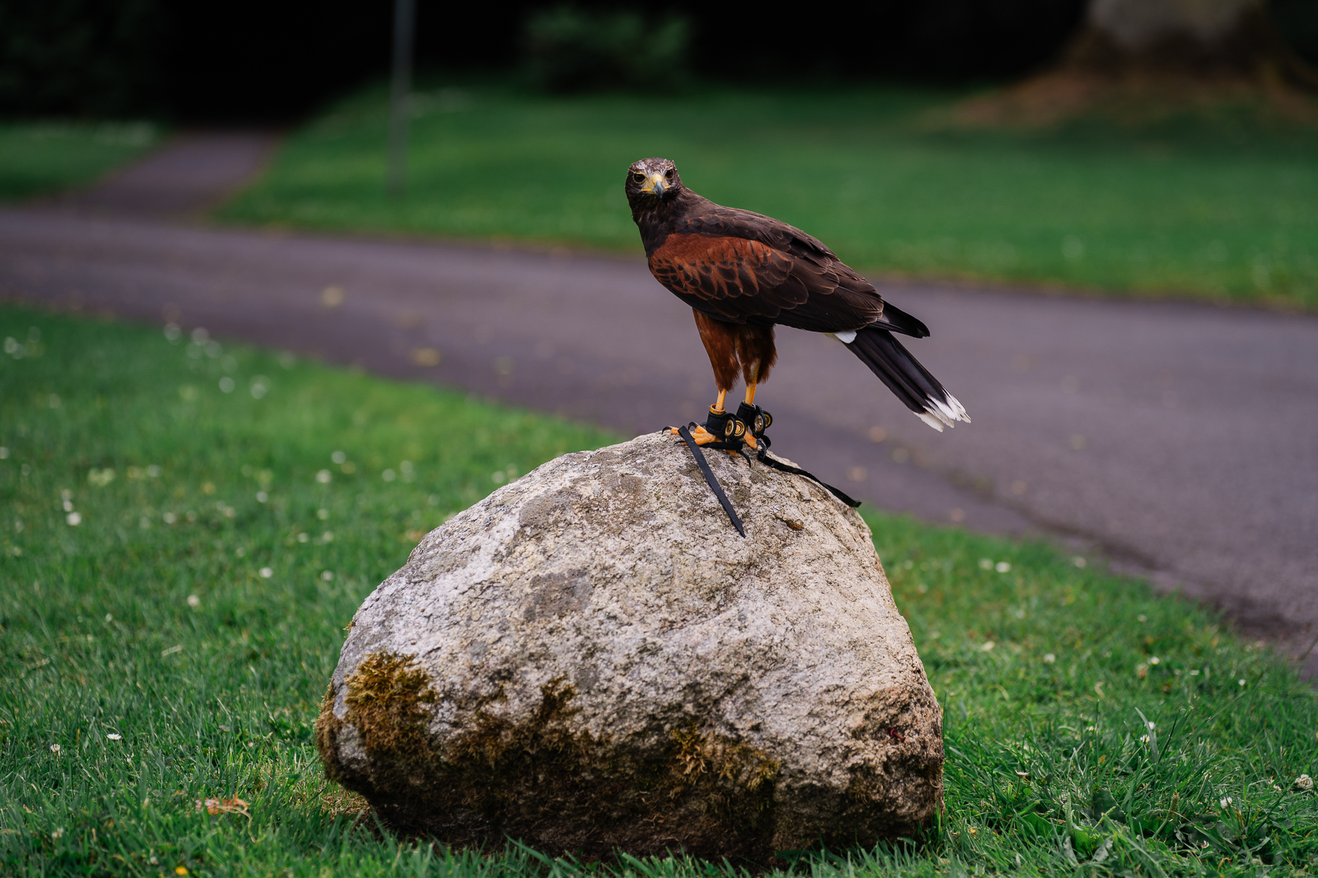 A bird perched on a rock