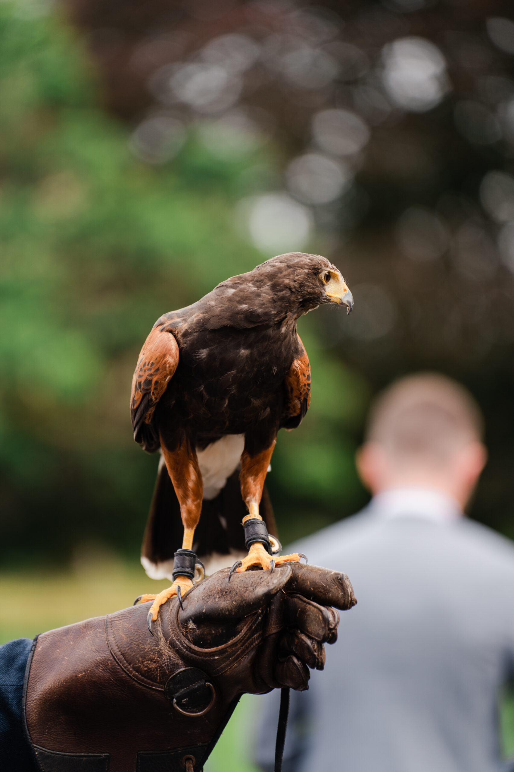 A bird perched on a gloved hand