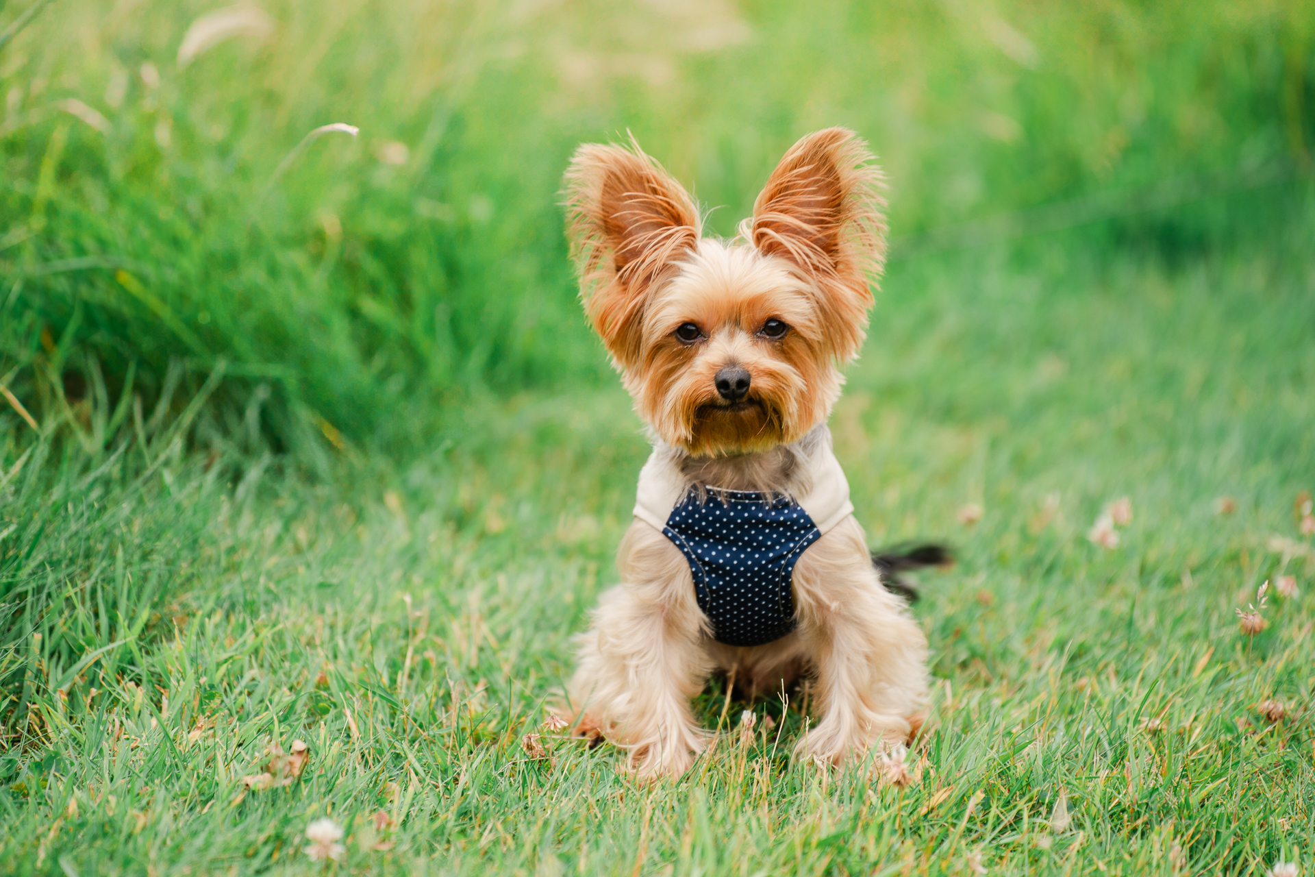 A small dog wearing a shirt