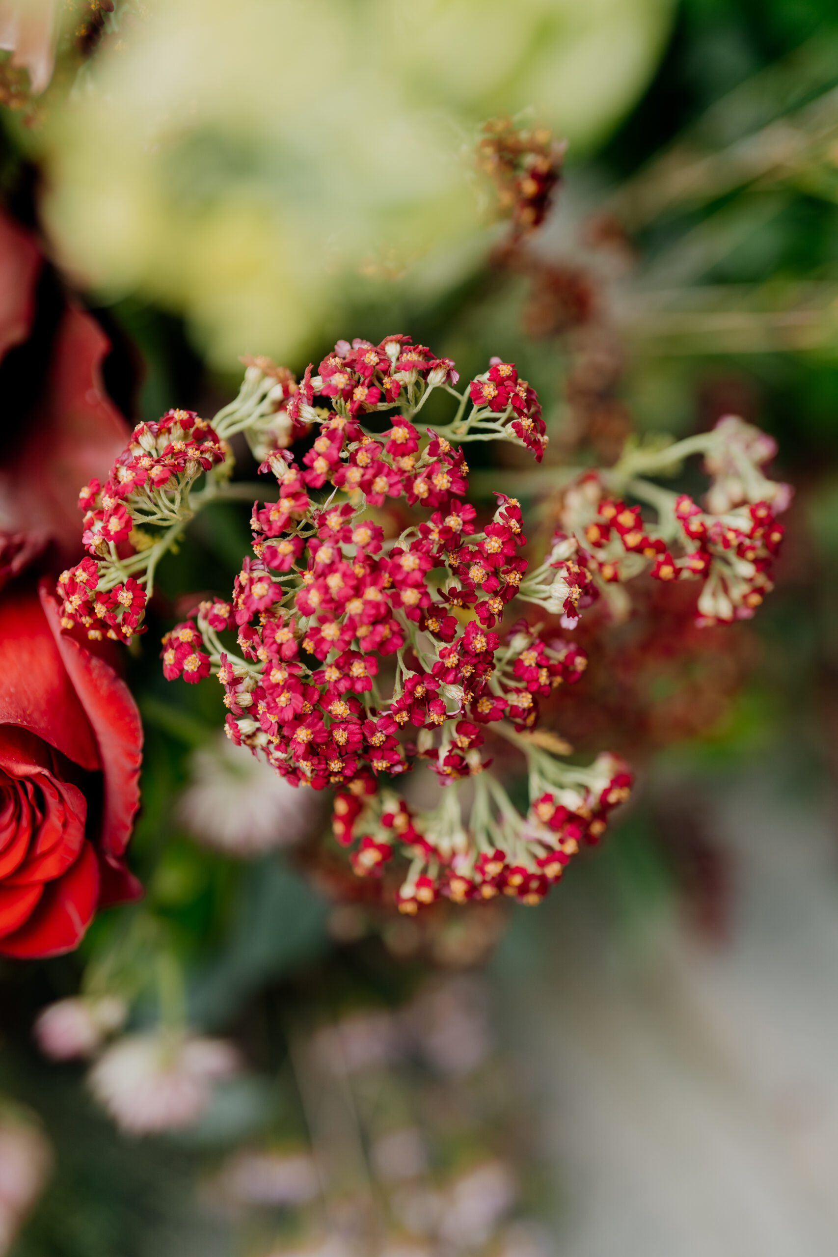 A close up of a flower