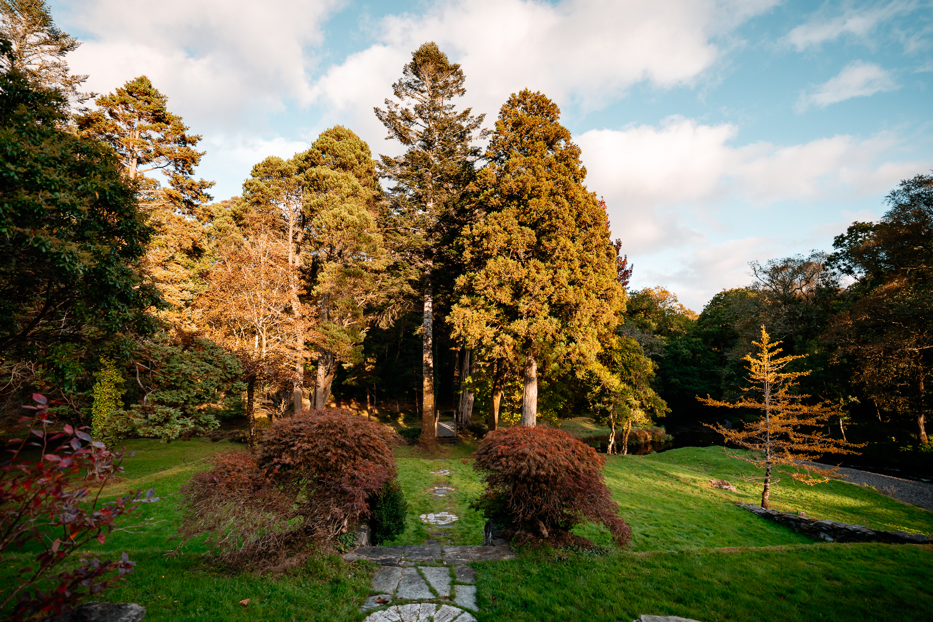 A small pond surrounded by trees